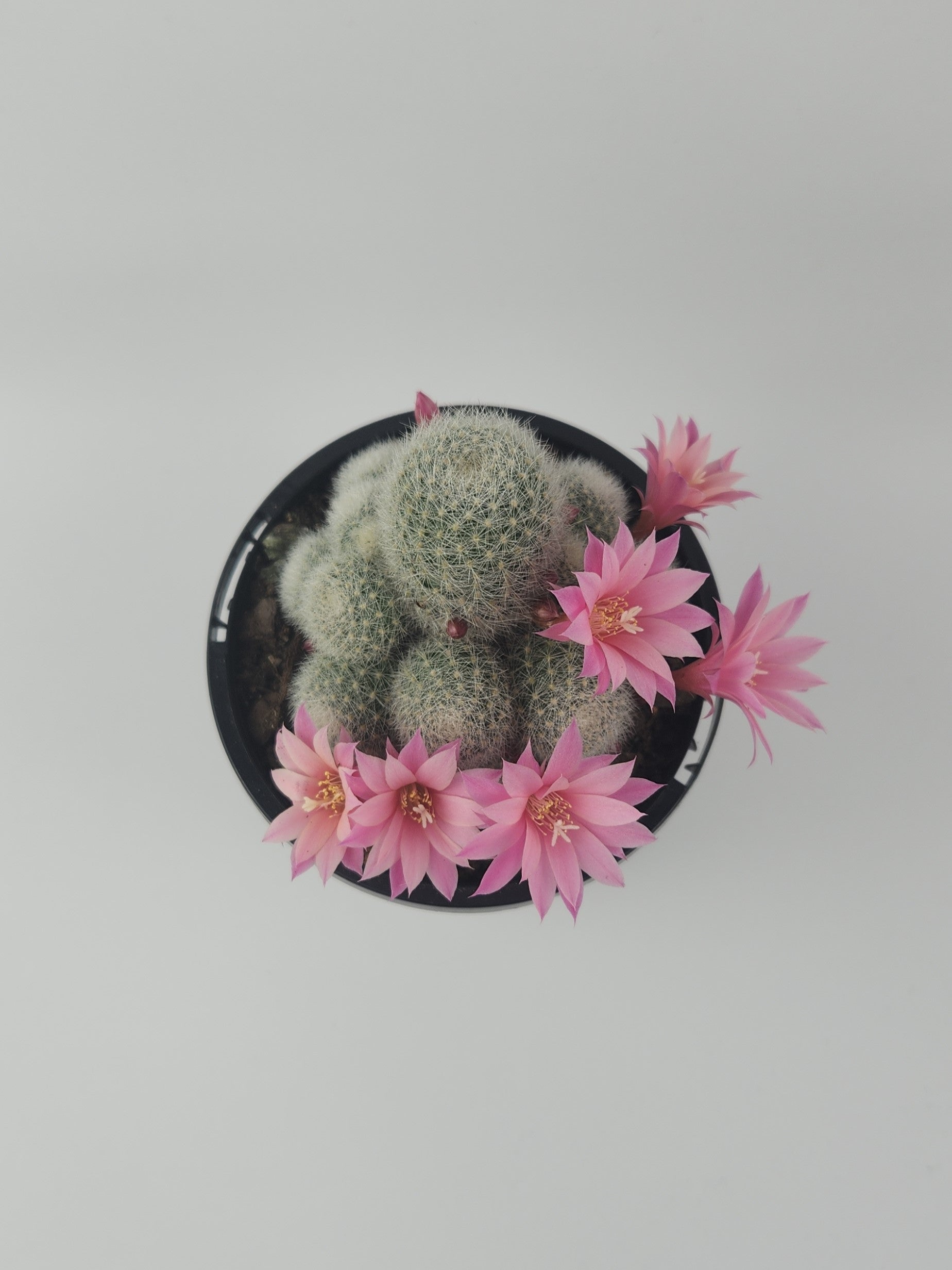 REBUTIA NARVAECENSIS