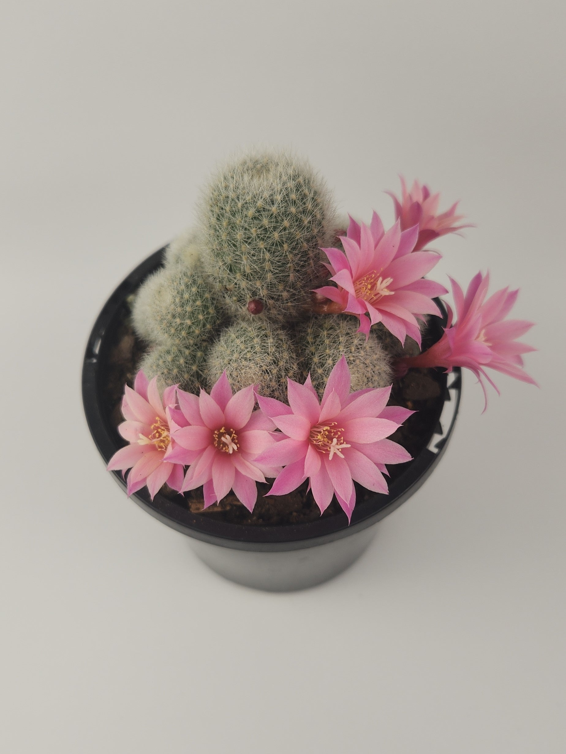 REBUTIA NARVAECENSIS