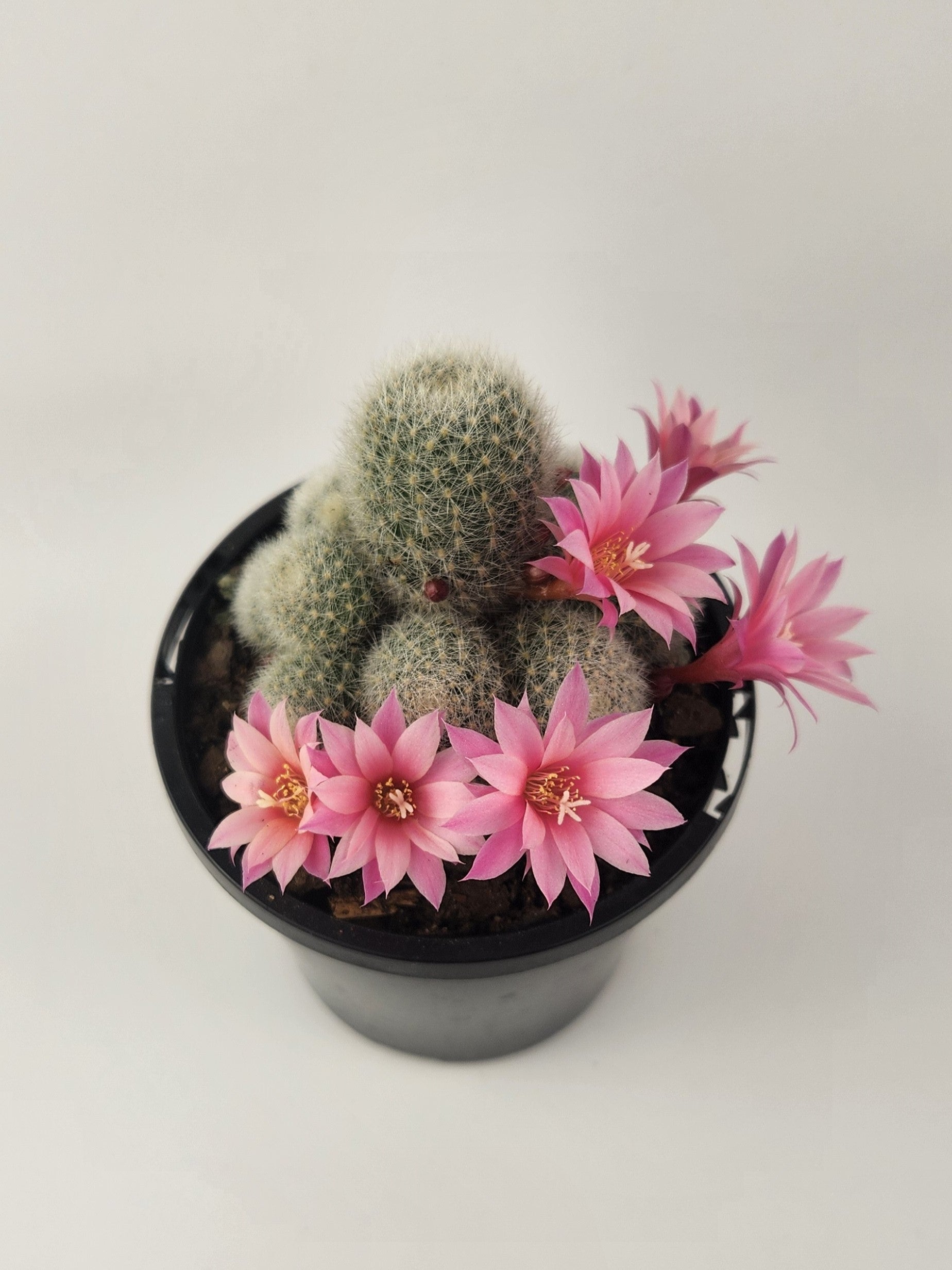 REBUTIA NARVAECENSIS