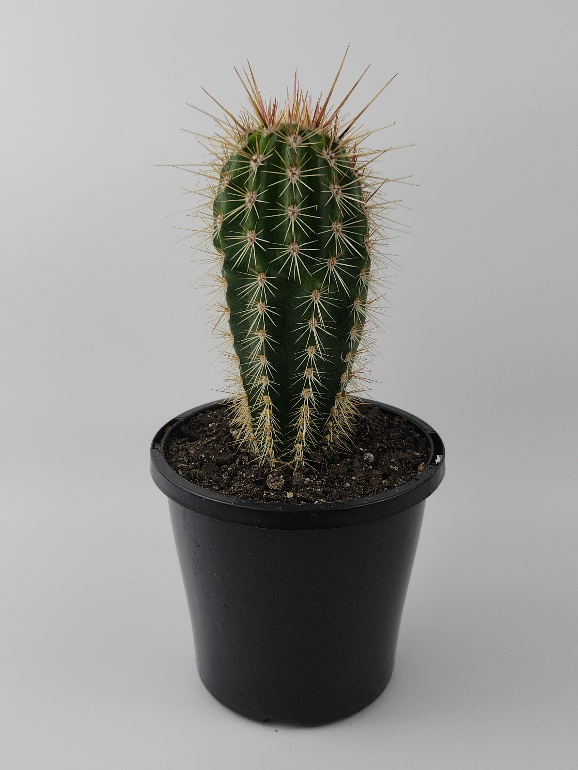 PACHYCEREUS PRINGLEI