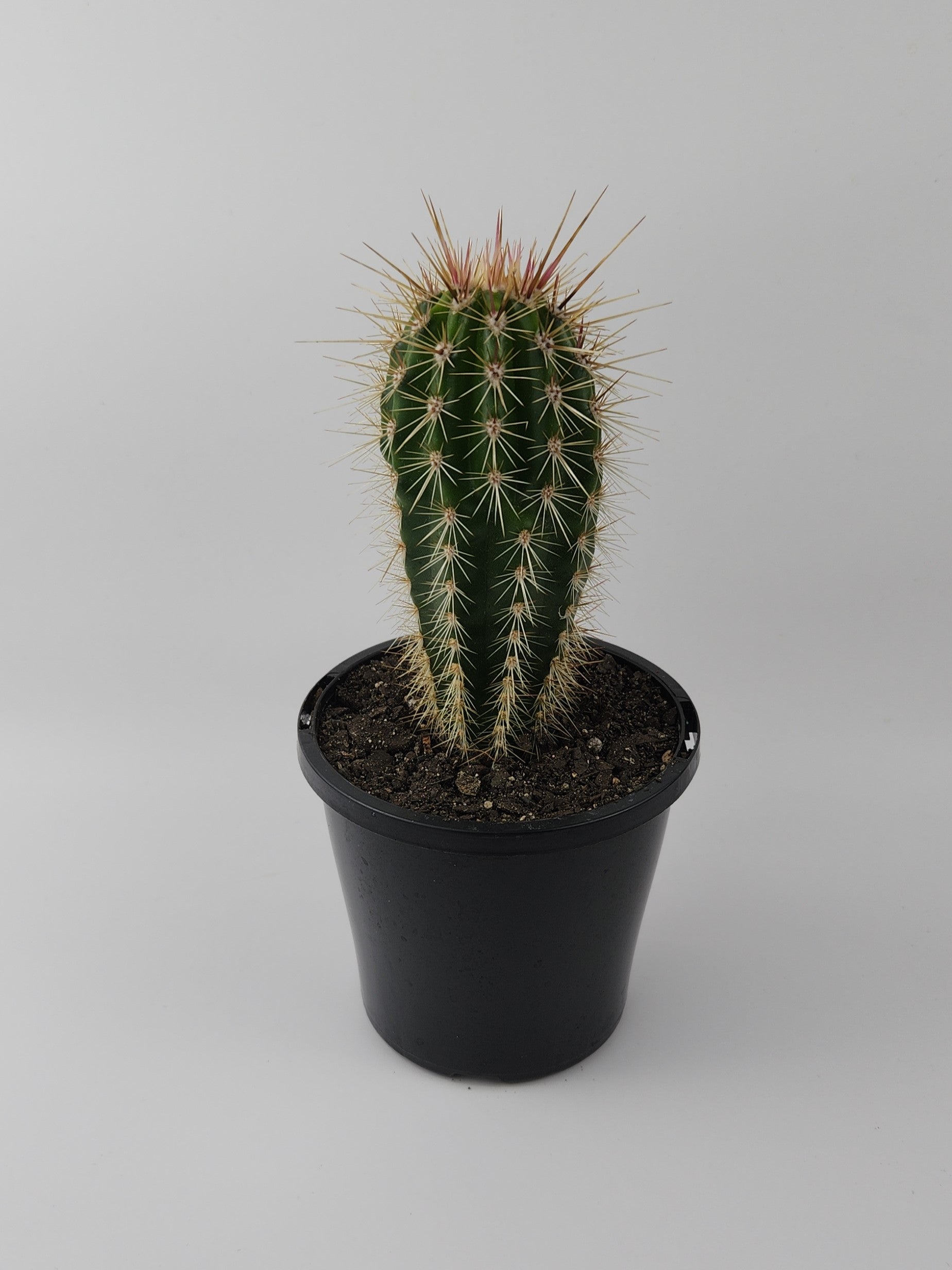 PACHYCEREUS PRINGLEI