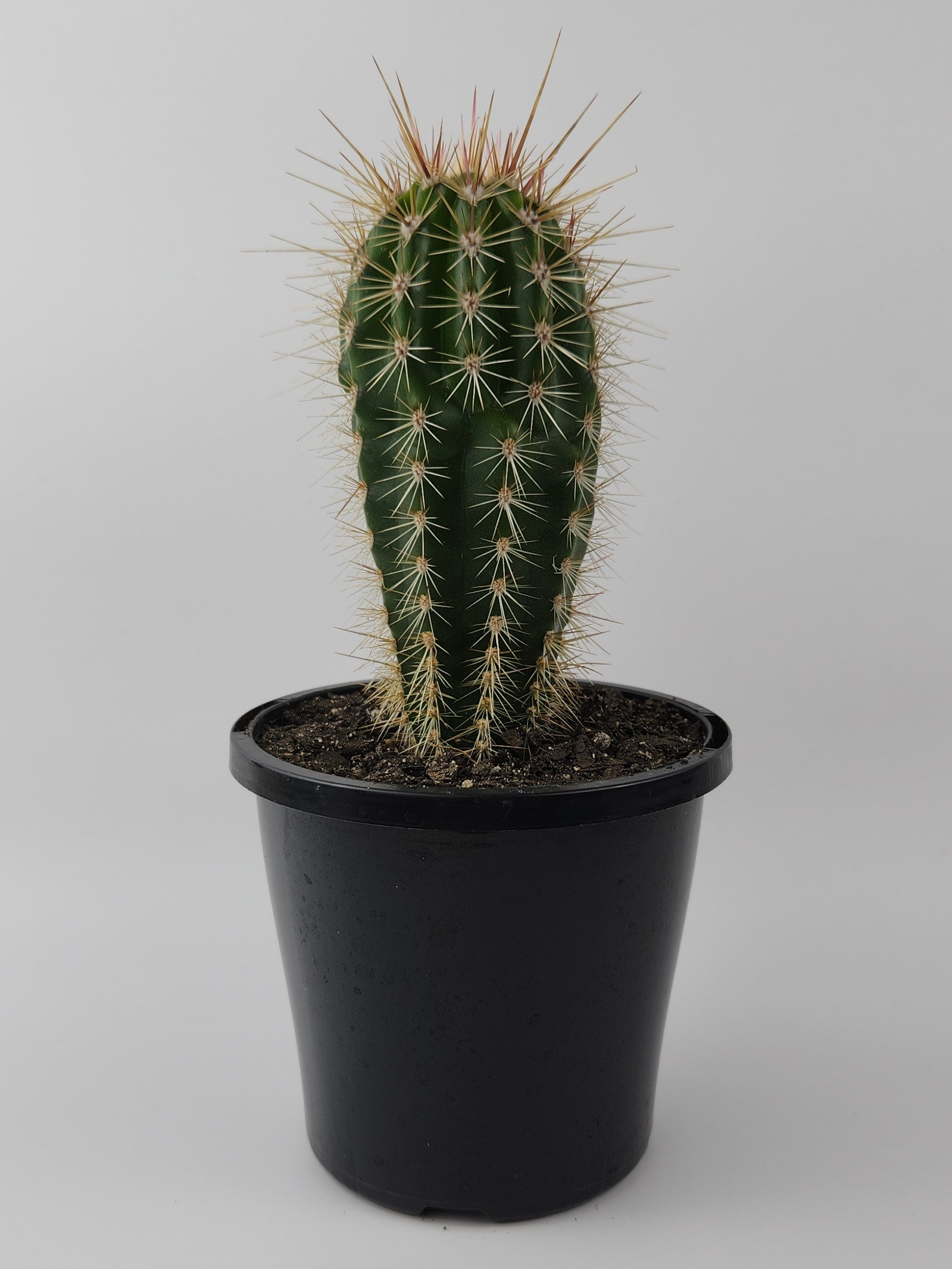 PACHYCEREUS PRINGLEI