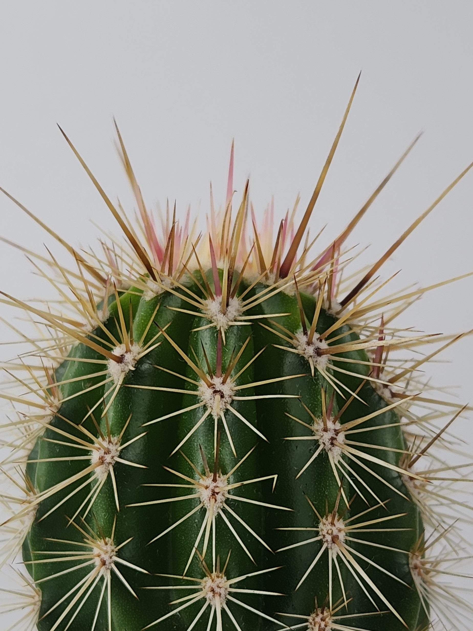 PACHYCEREUS PRINGLEI