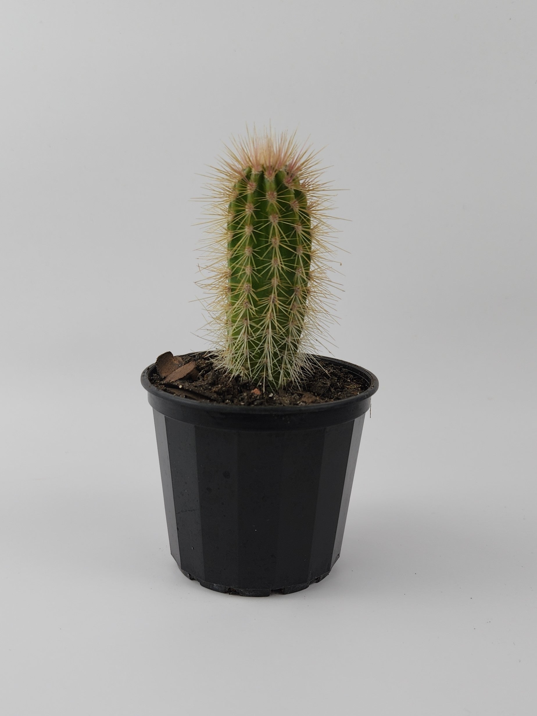 PACHYCEREUS PRINGLEI