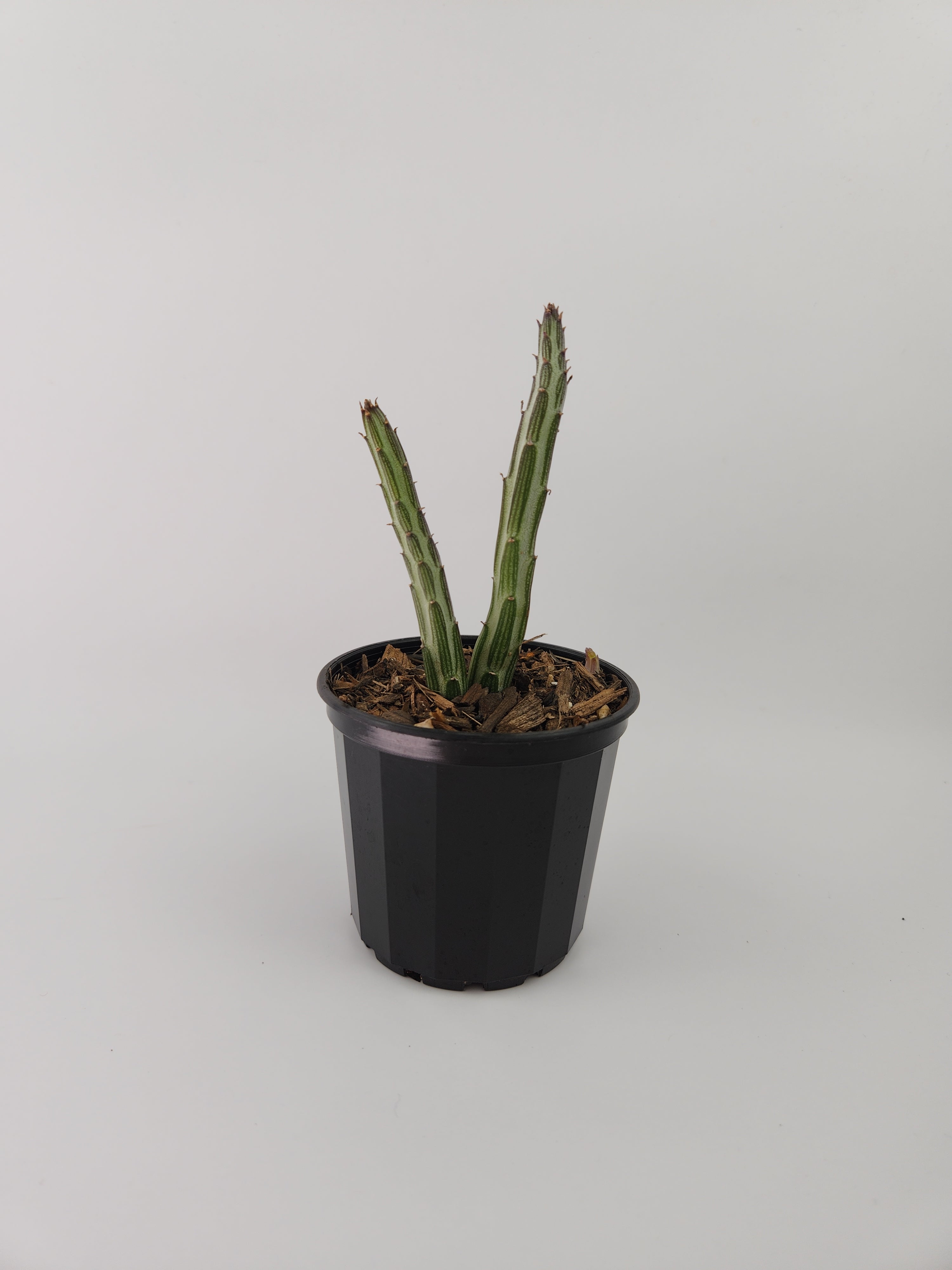 SENECIO STAPELIIFORMIS