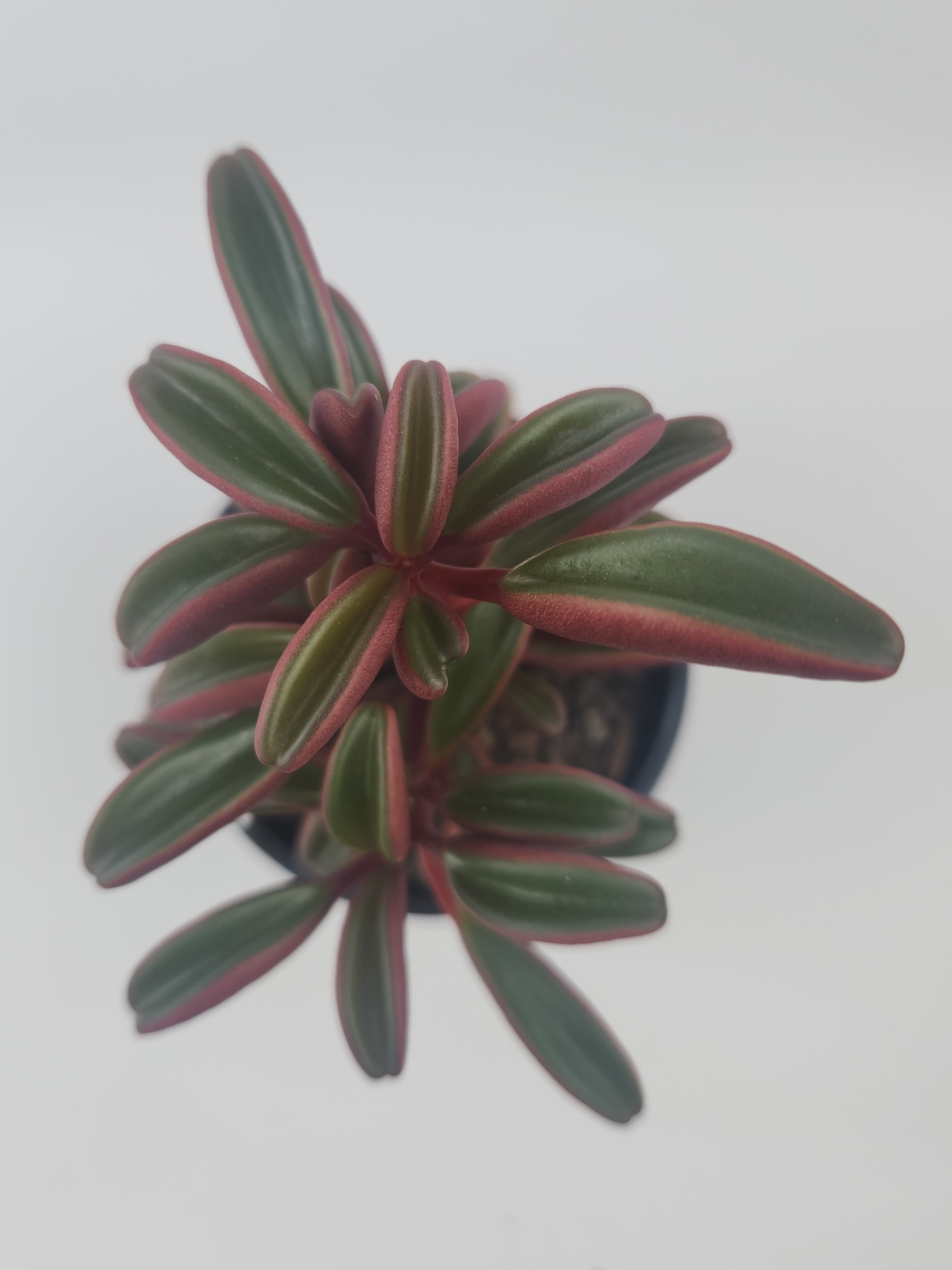 PEPEROMIA GRAVEOLENS