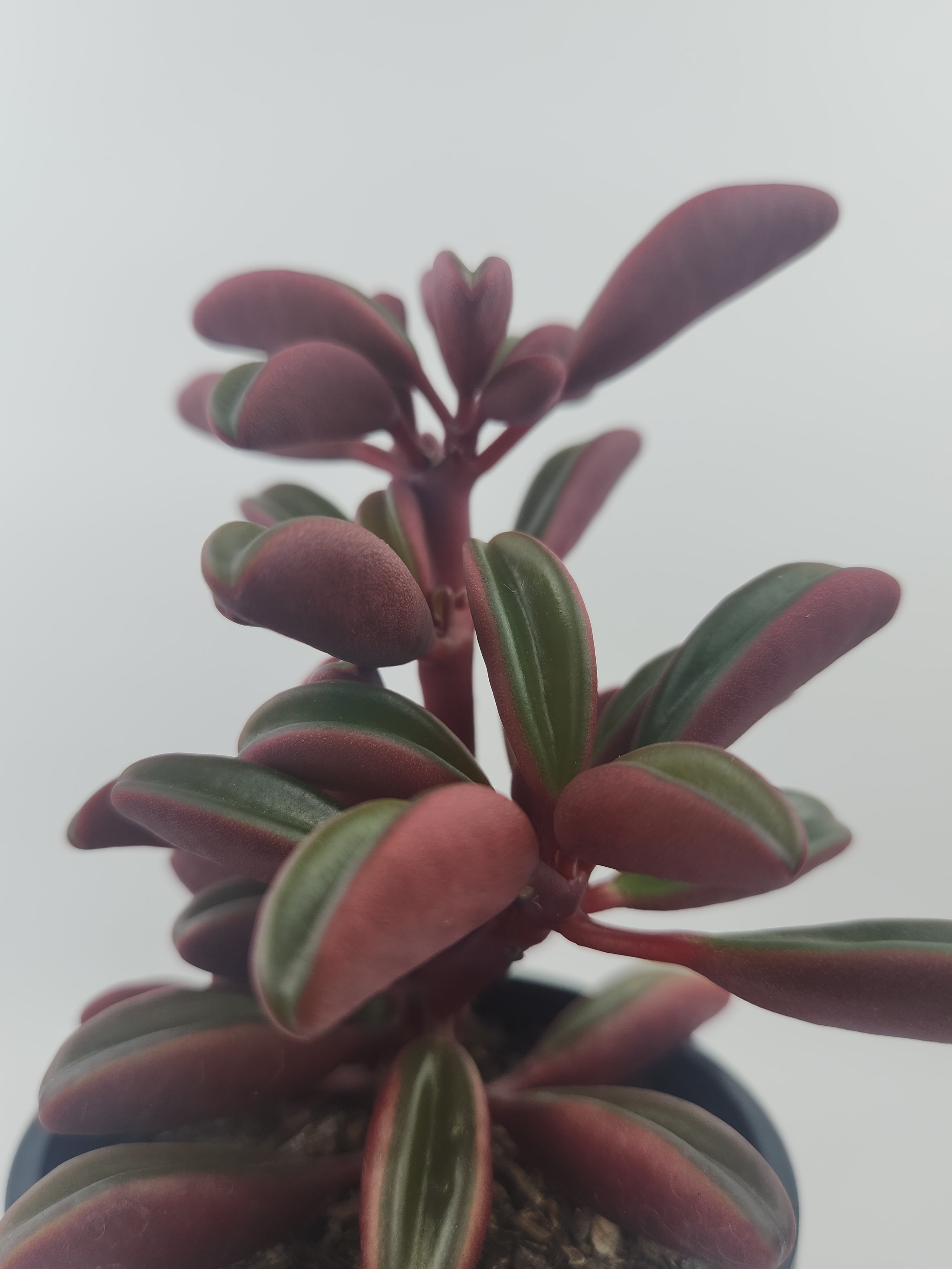 PEPEROMIA GRAVEOLENS