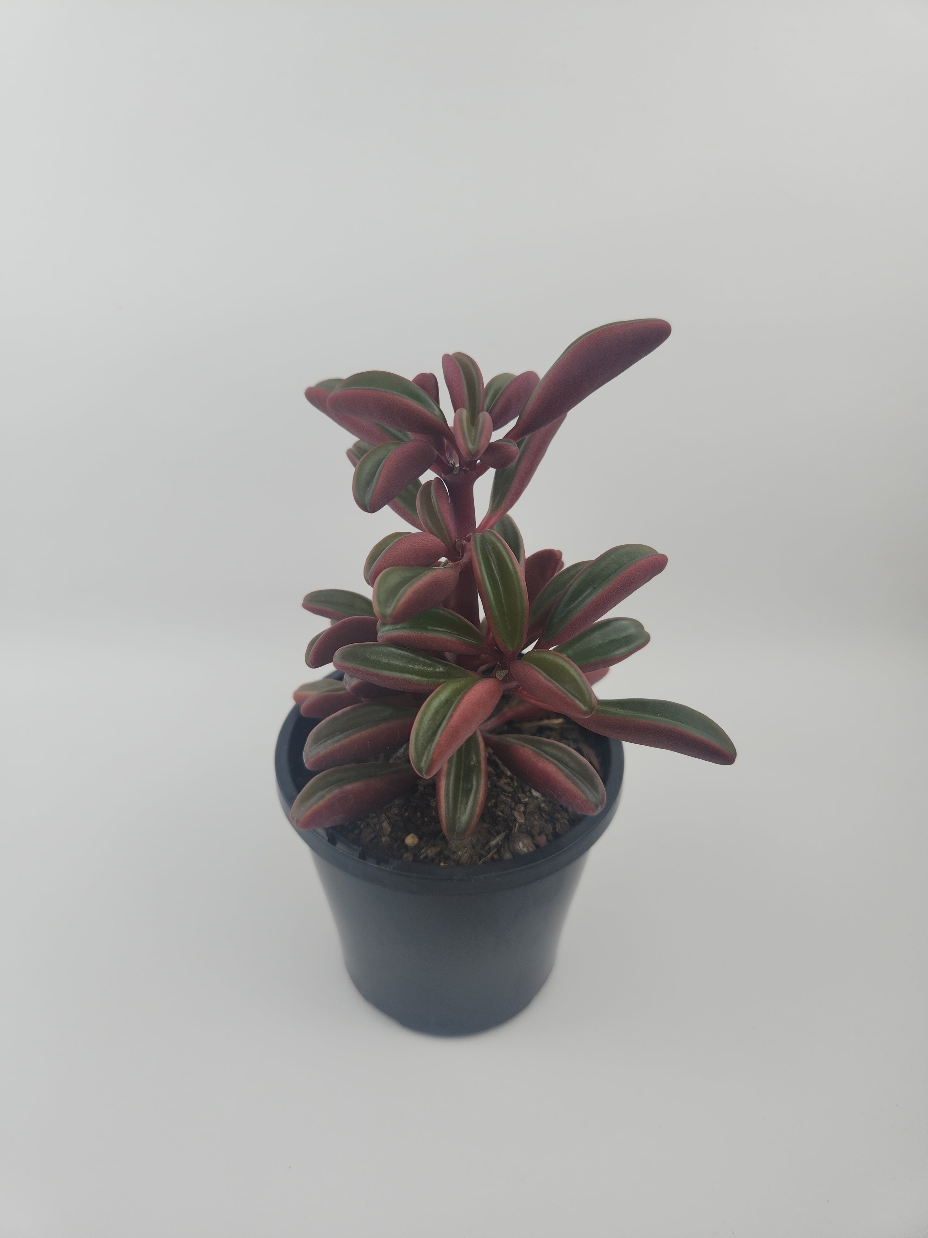 PEPEROMIA GRAVEOLENS