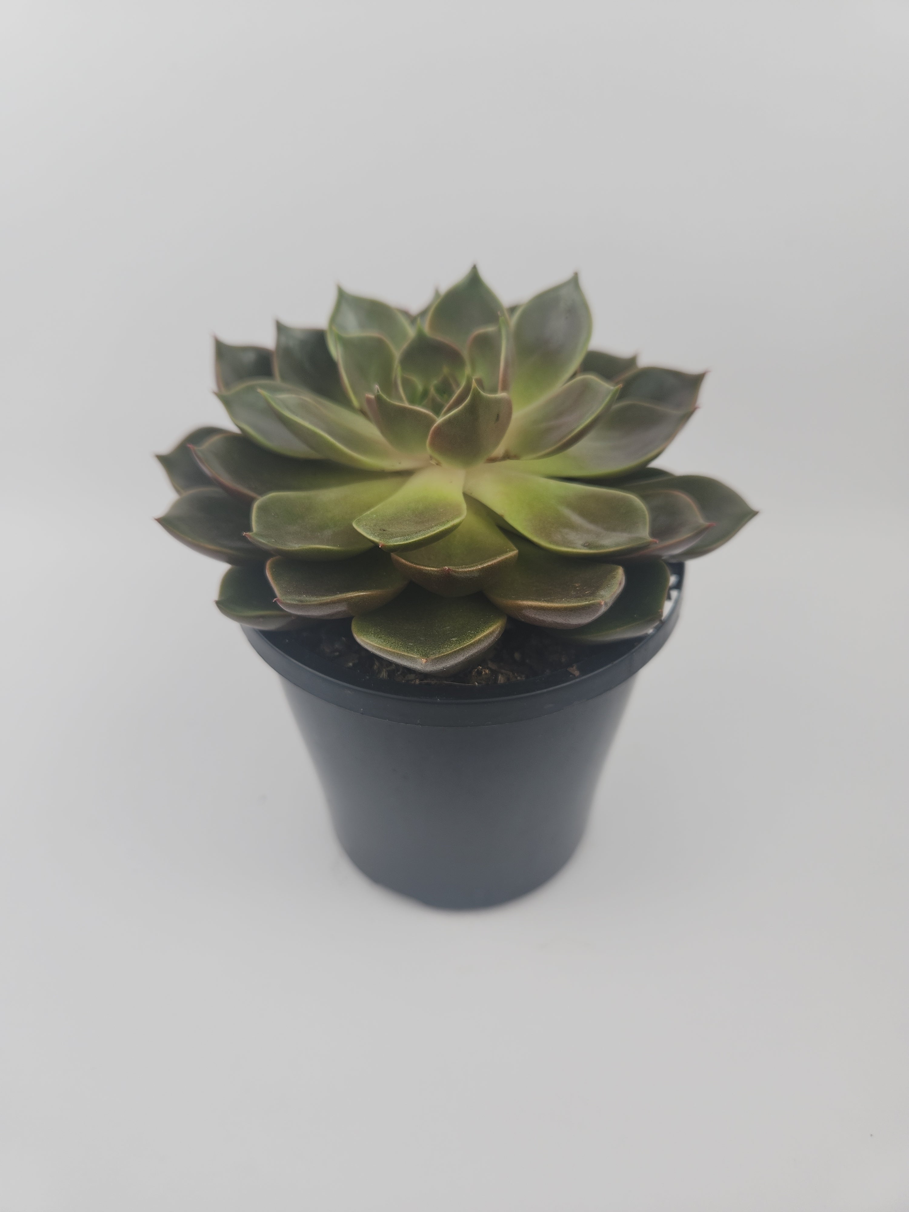 ECHEVERIA AGAVOIDES CHURRO