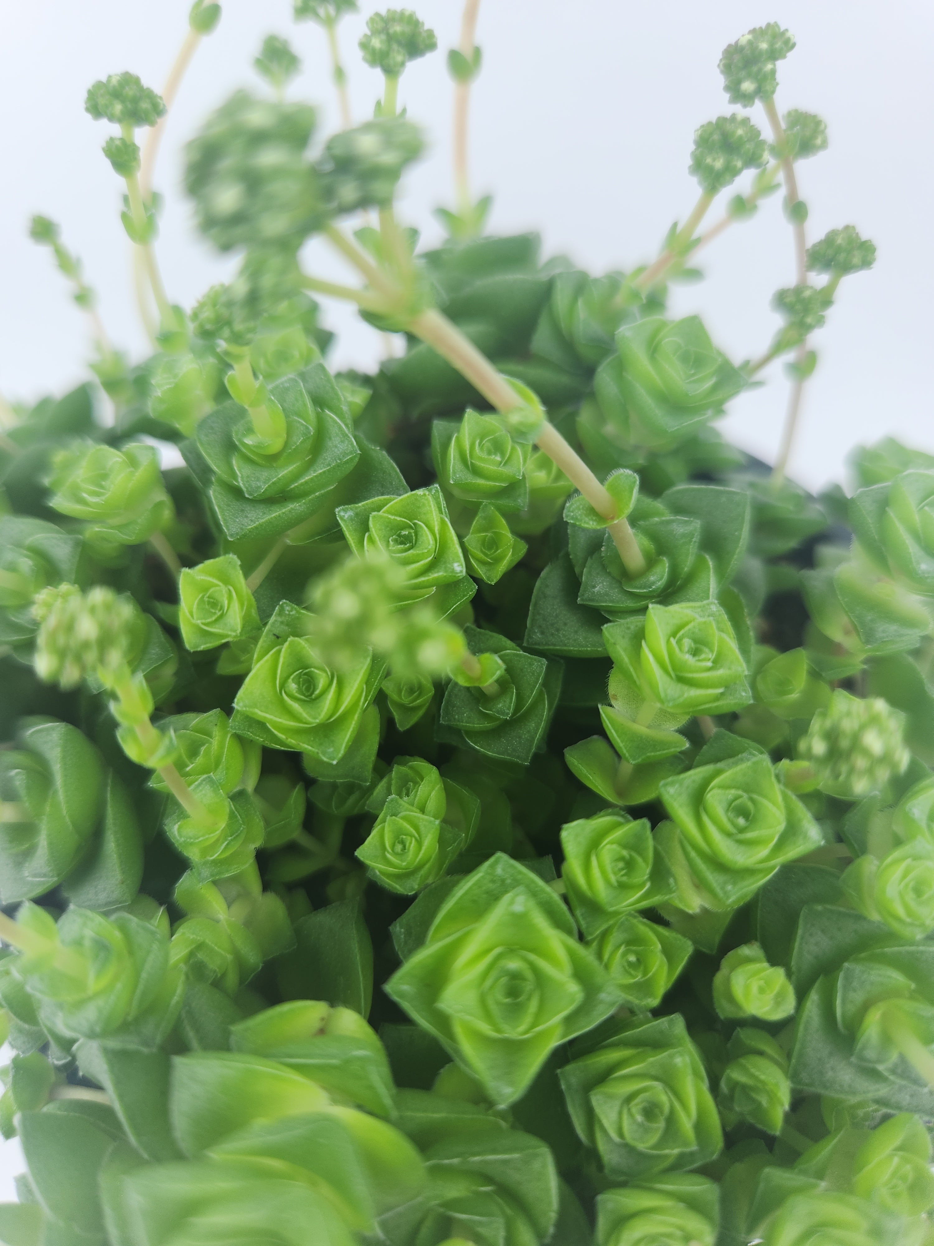 CRASSULA SOCIALIS