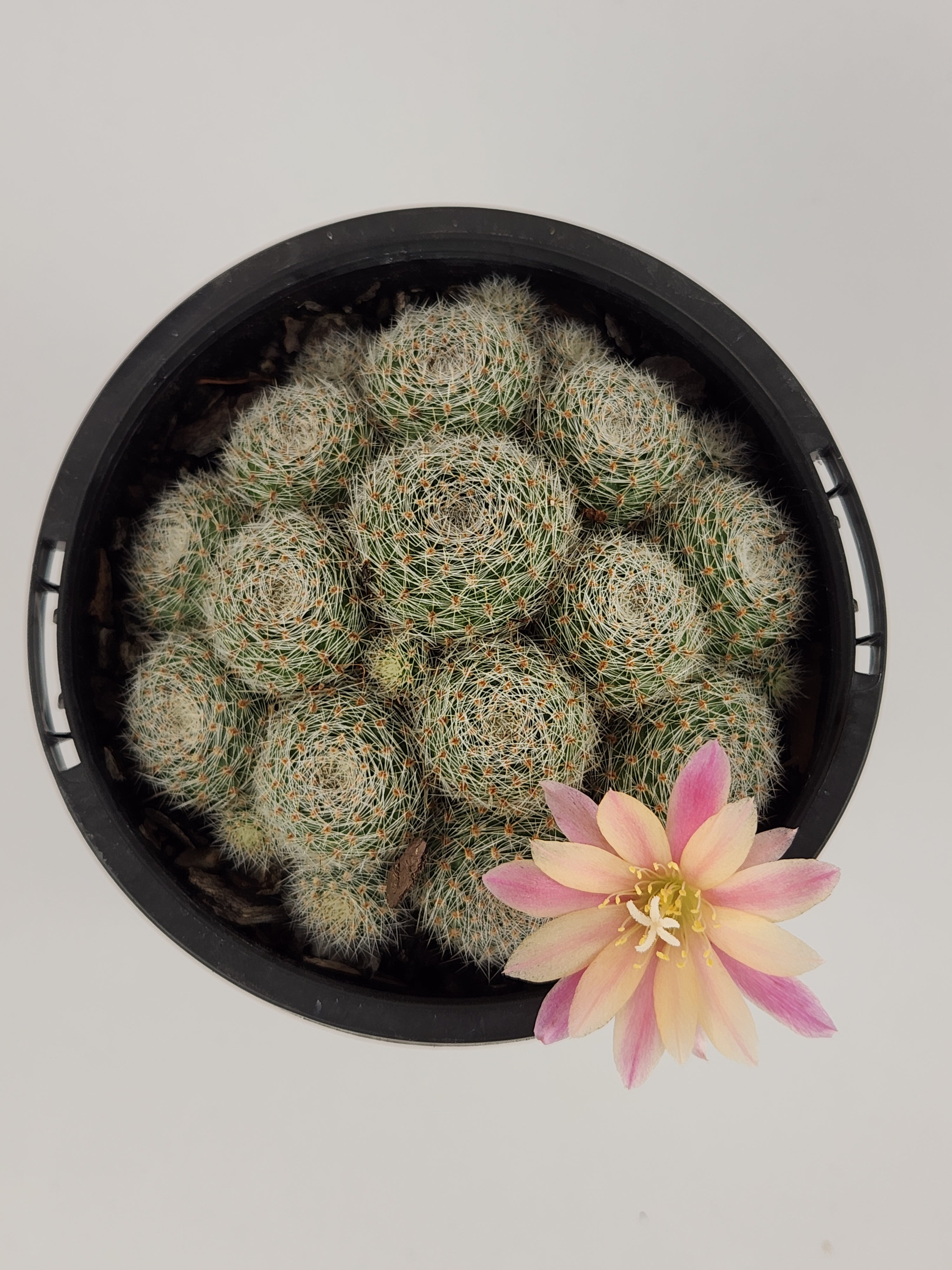 REBUTIA CV. SUNRISE
