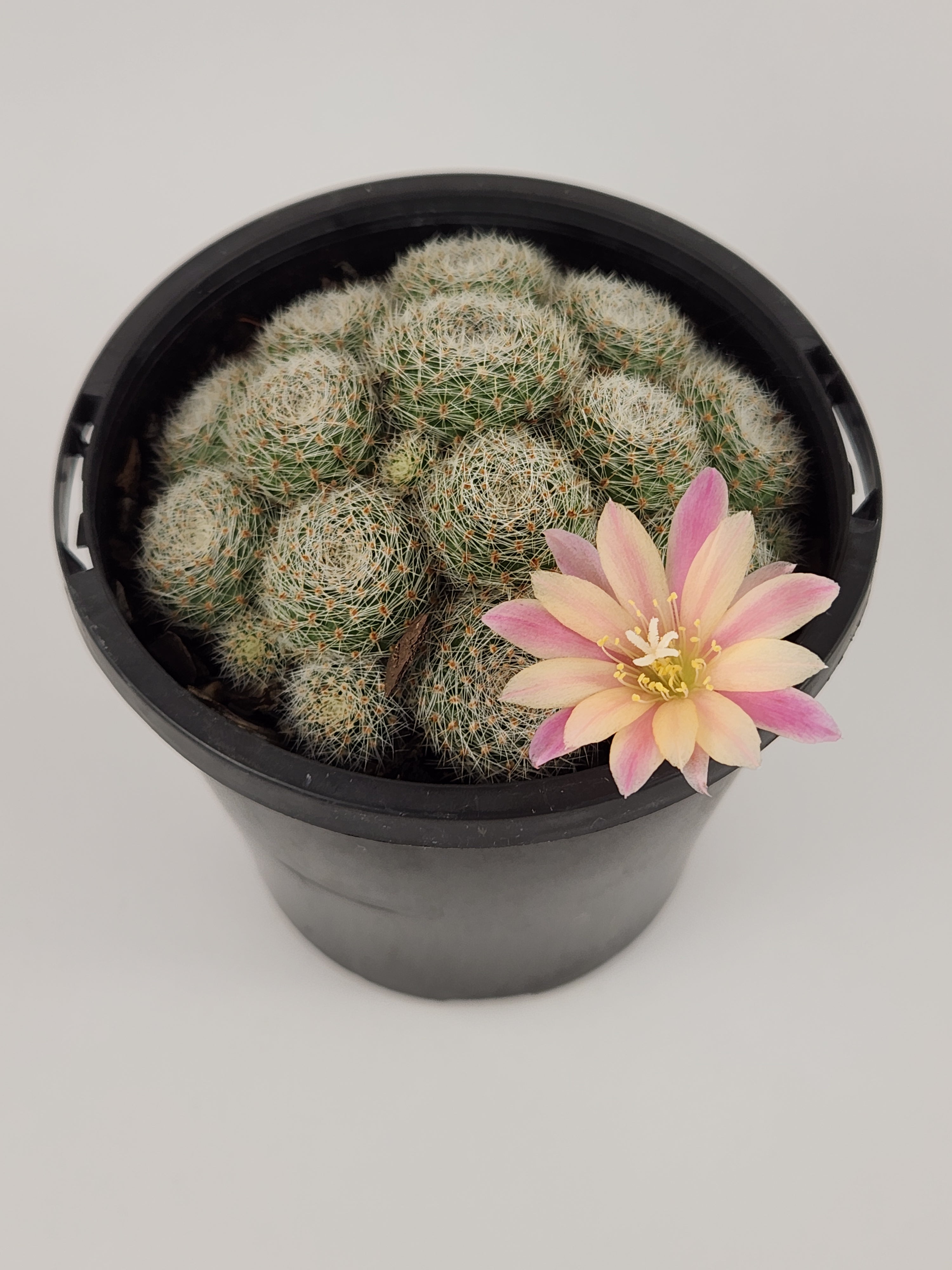 REBUTIA CV. SUNRISE