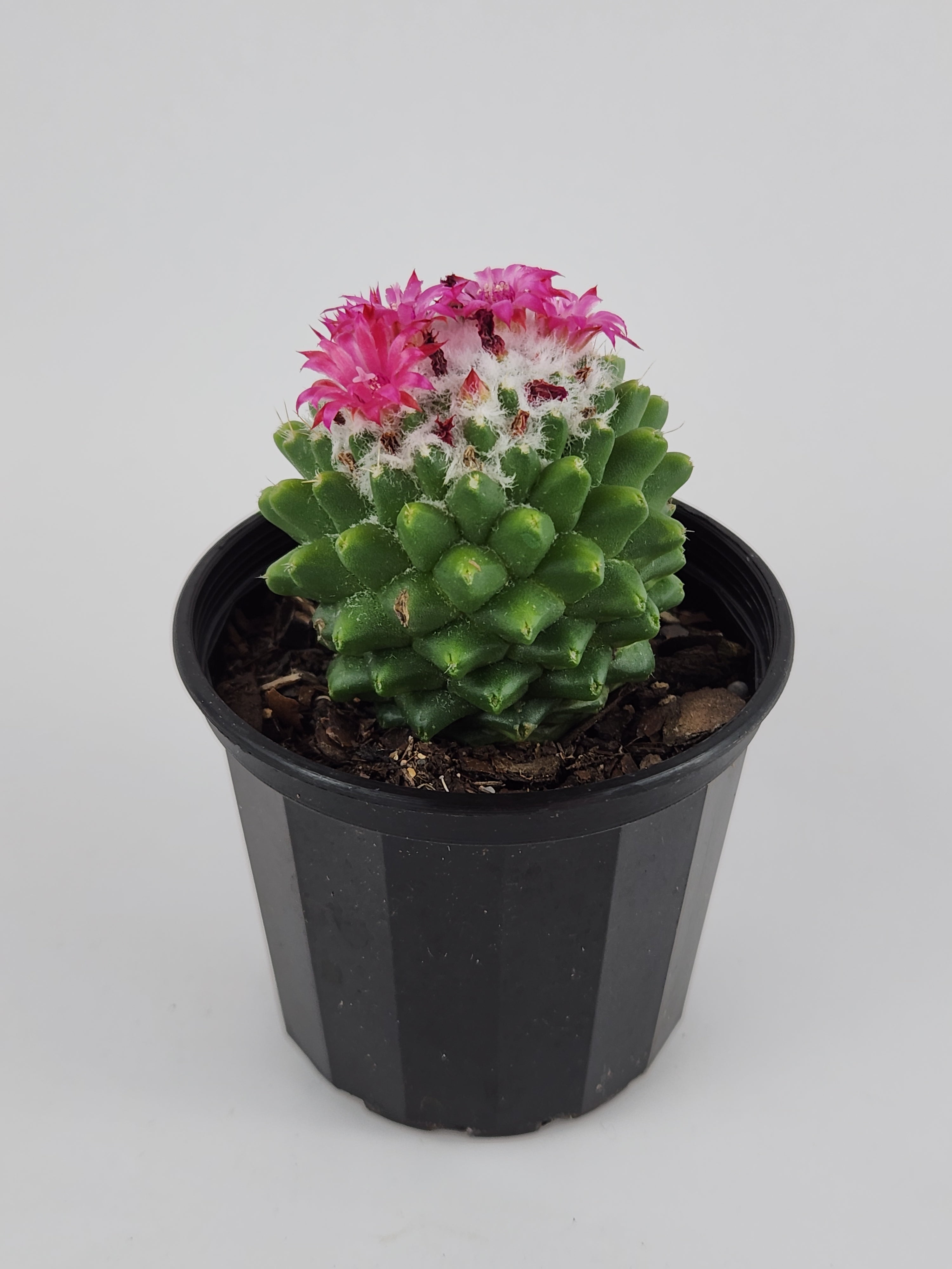 MAMMILLARIA SPINOSISSIMA PICO V DALEK