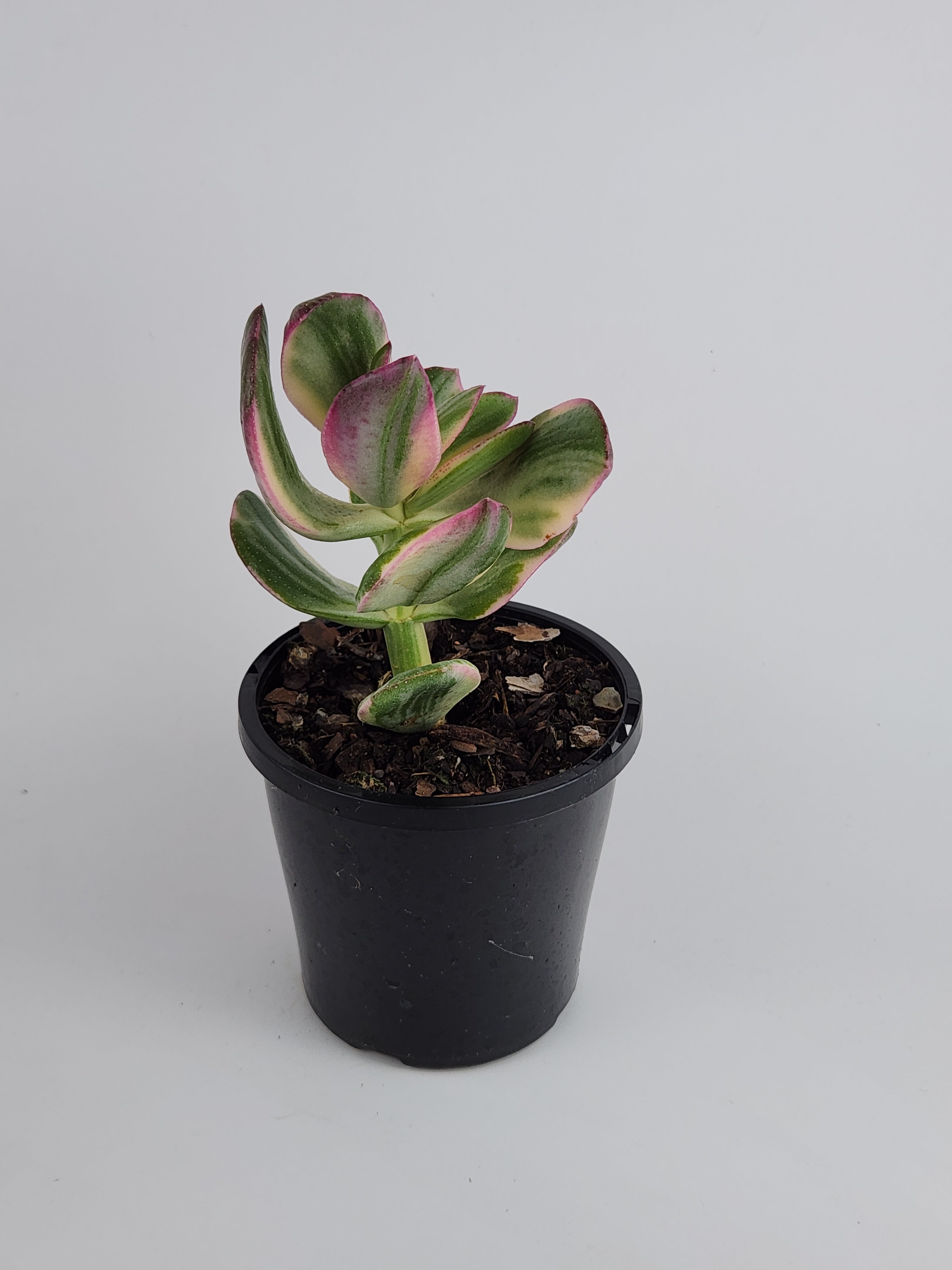 CRASSULA OVATA VARIEGATA