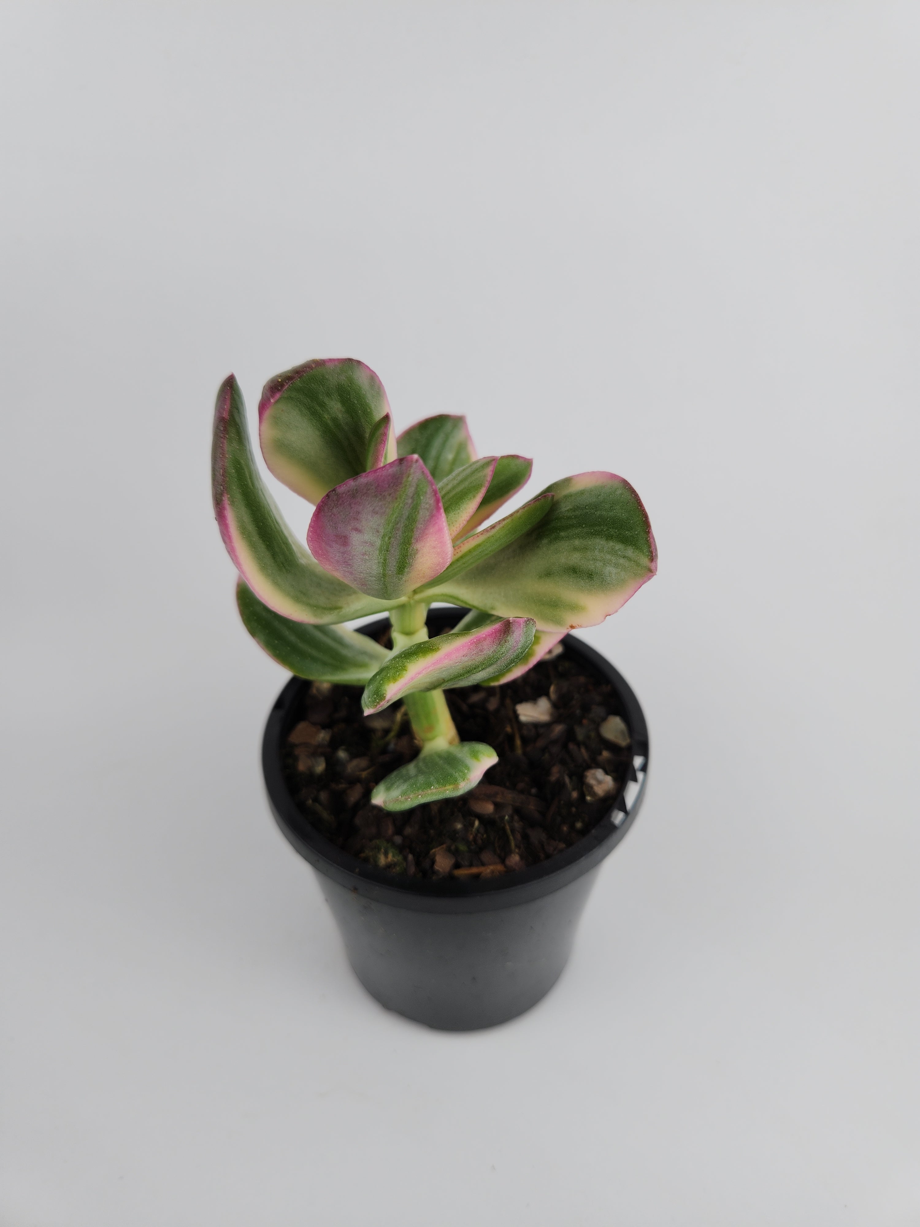 CRASSULA OVATA VARIEGATA