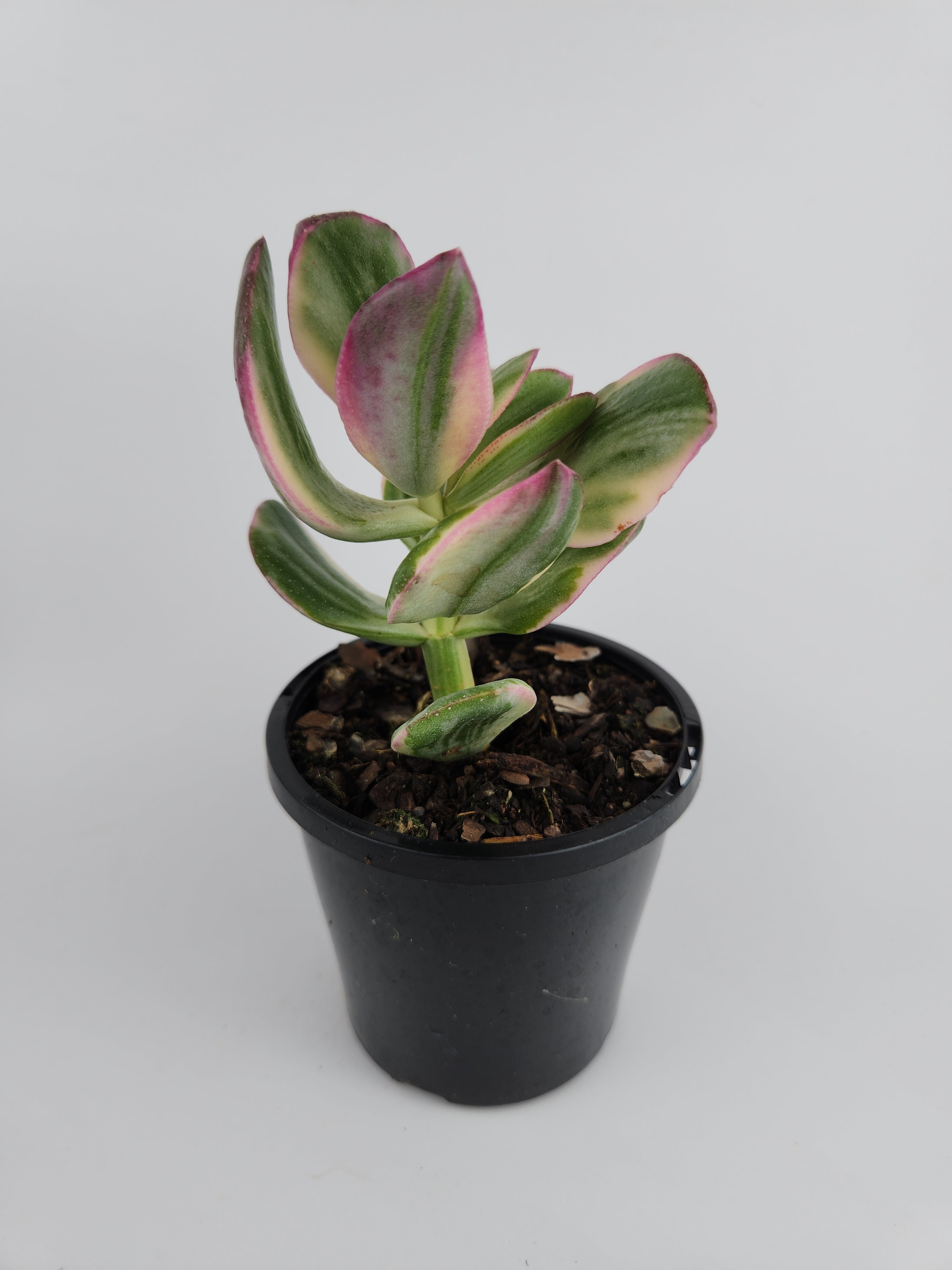 CRASSULA OVATA VARIEGATA