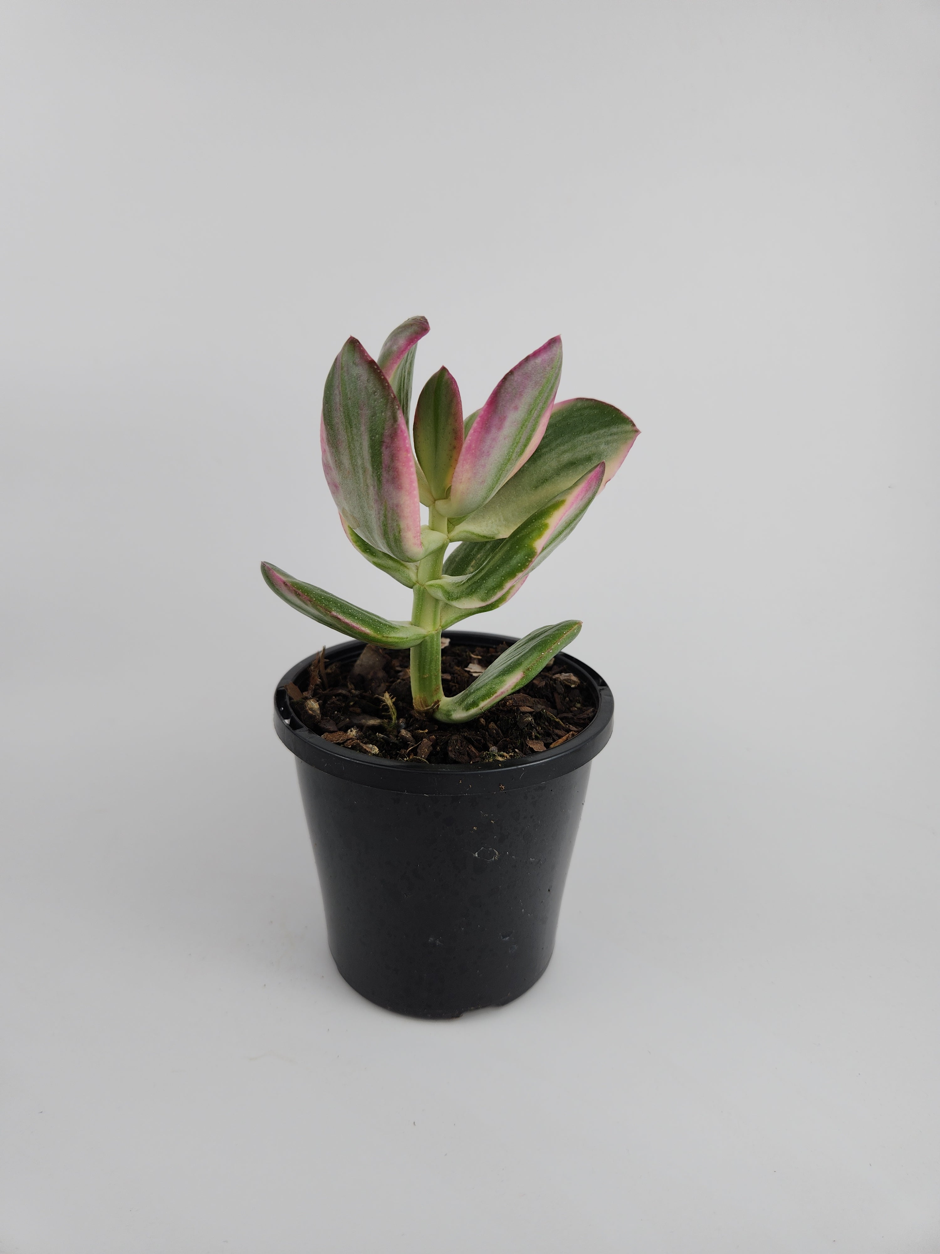 CRASSULA OVATA VARIEGATA