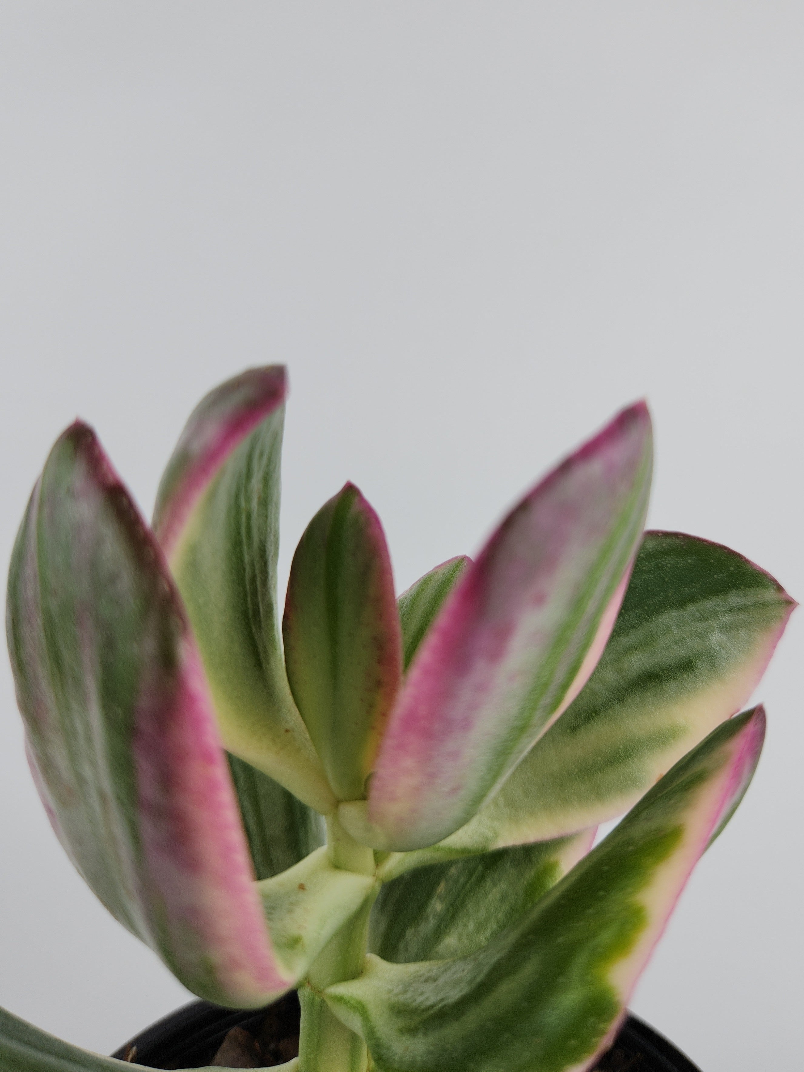 CRASSULA OVATA VARIEGATA