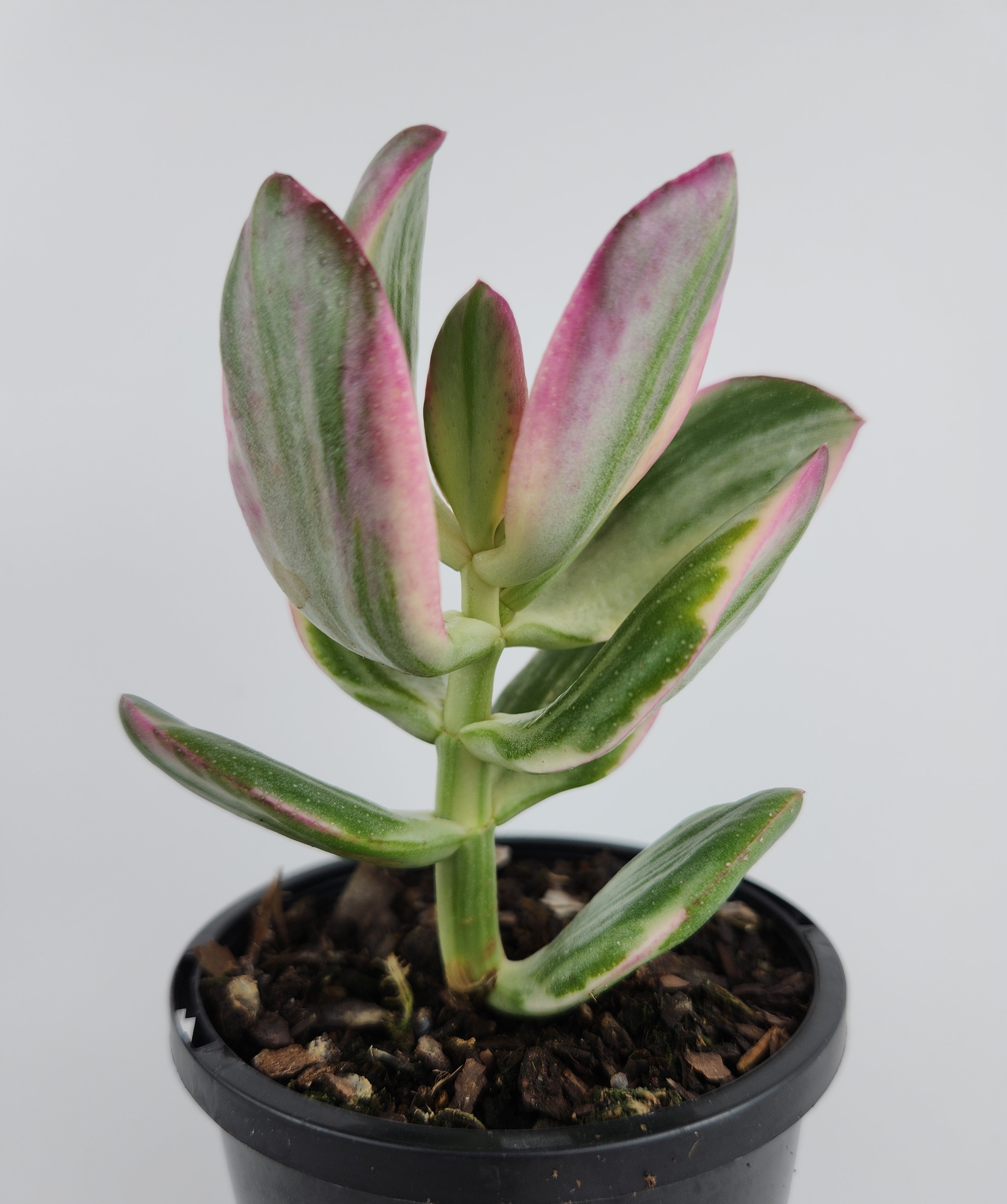 CRASSULA OVATA VARIEGATA