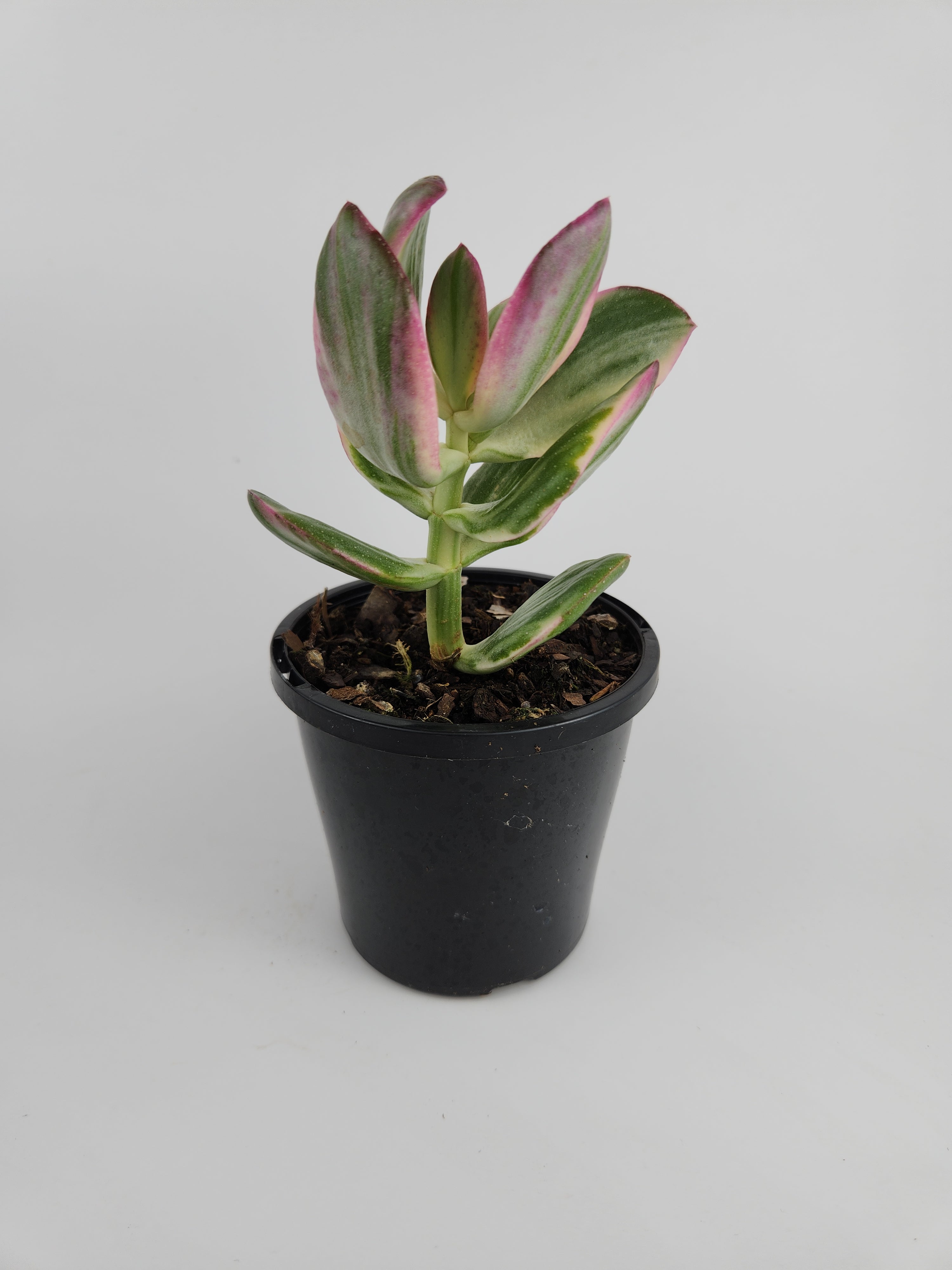 CRASSULA OVATA VARIEGATA