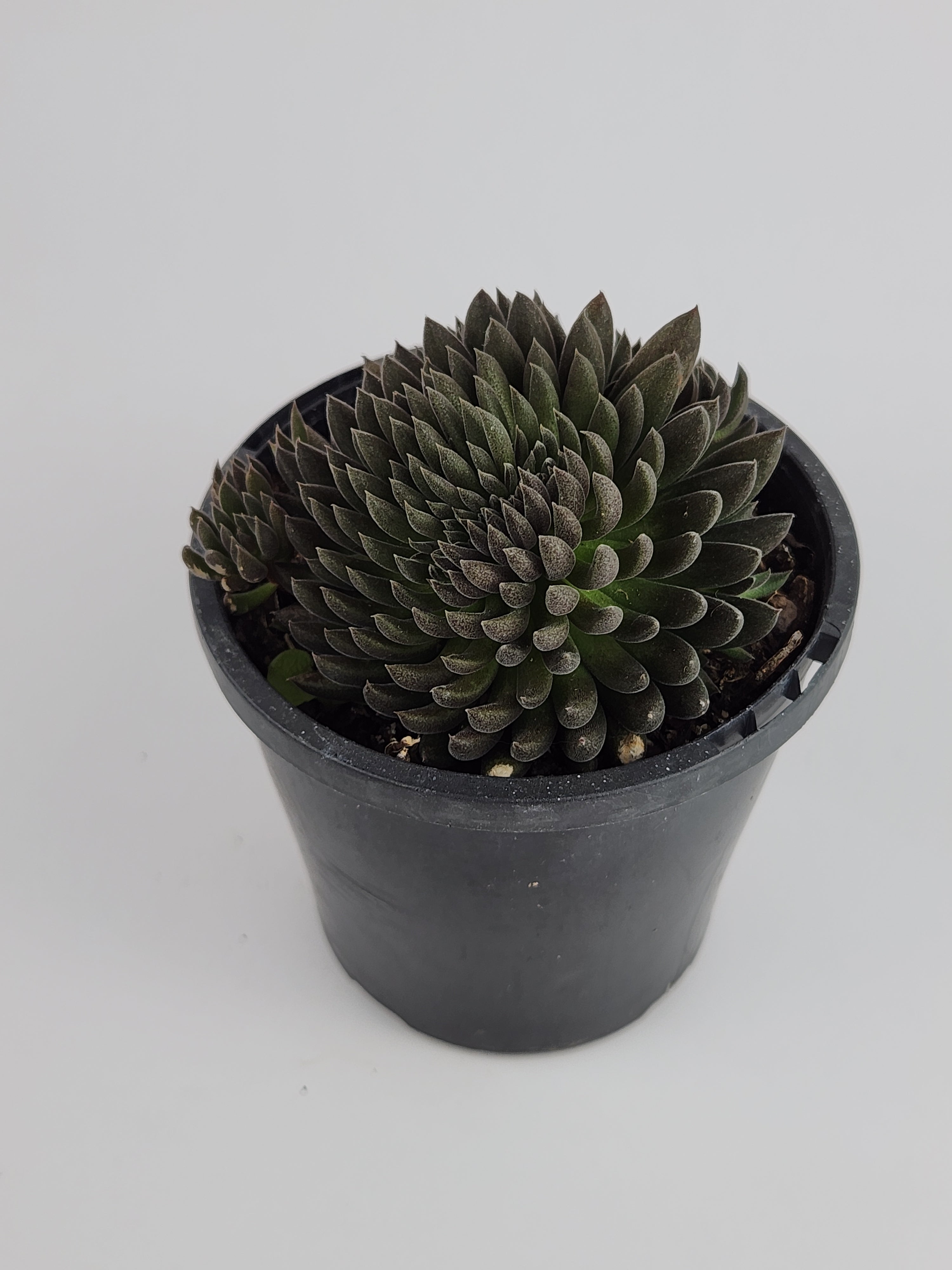 SINOCRASSULA YUNNANENSIS
