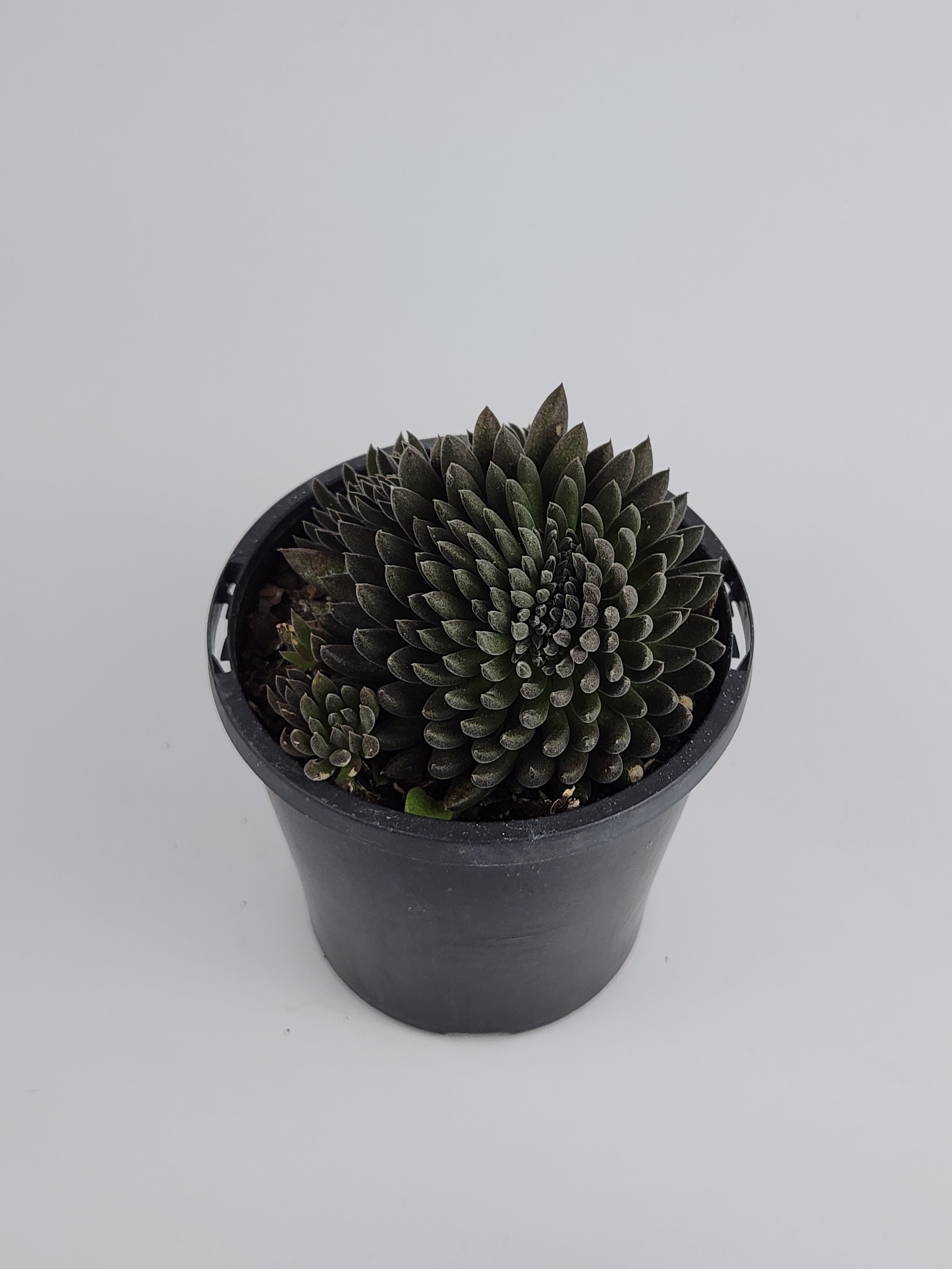 SINOCRASSULA YUNNANENSIS