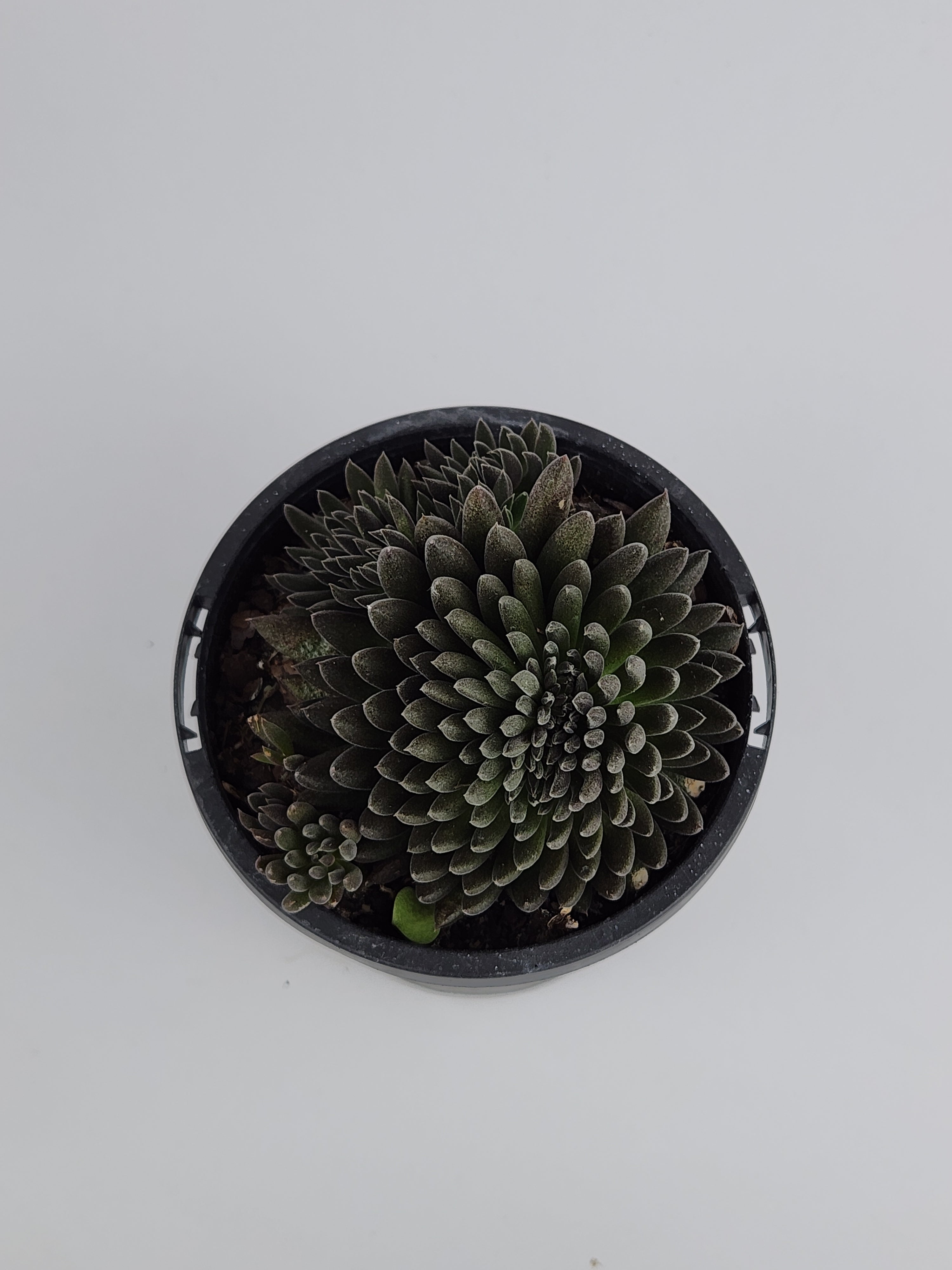 SINOCRASSULA YUNNANENSIS