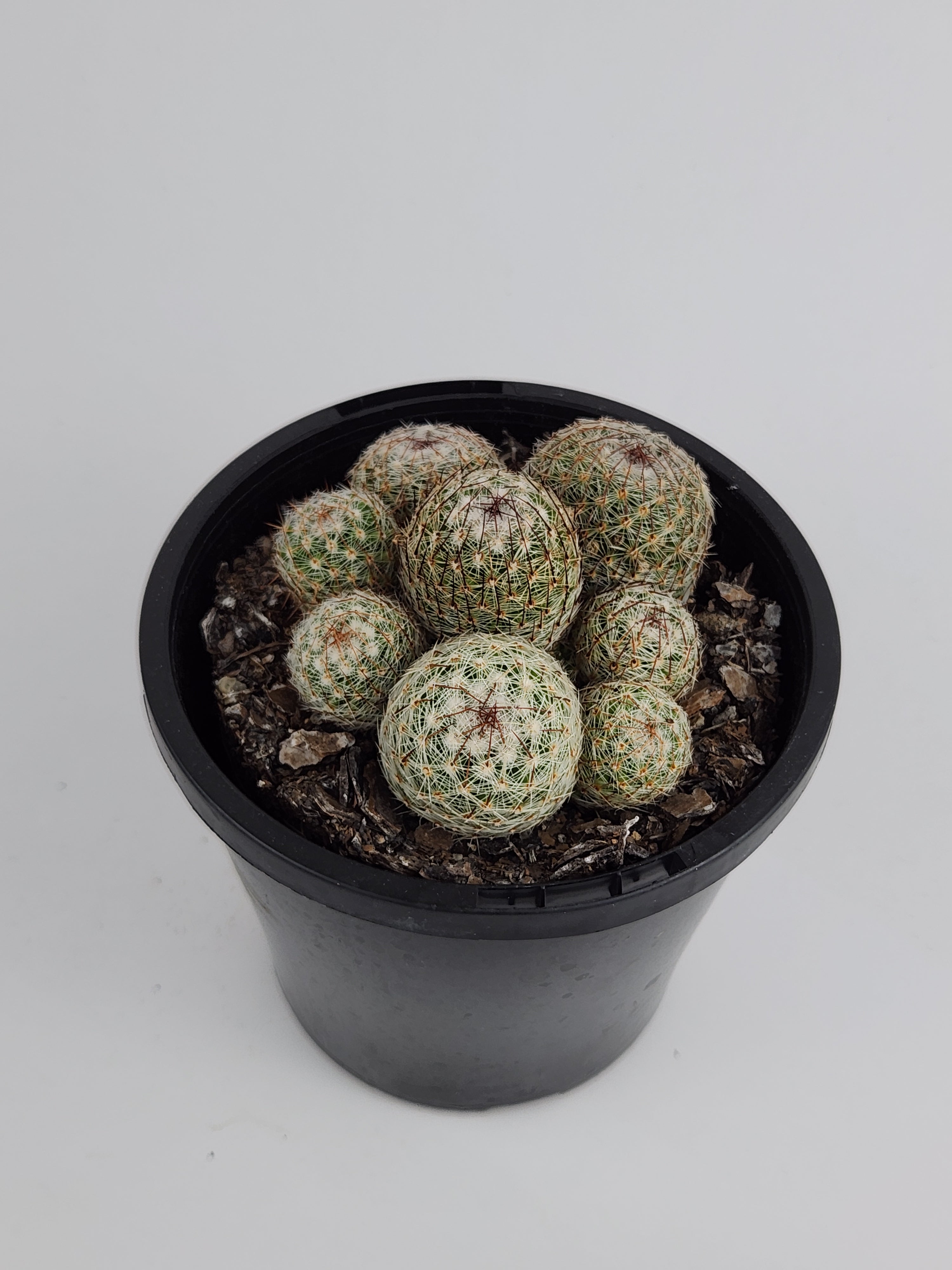 MAMMILLARIA MATUDAE