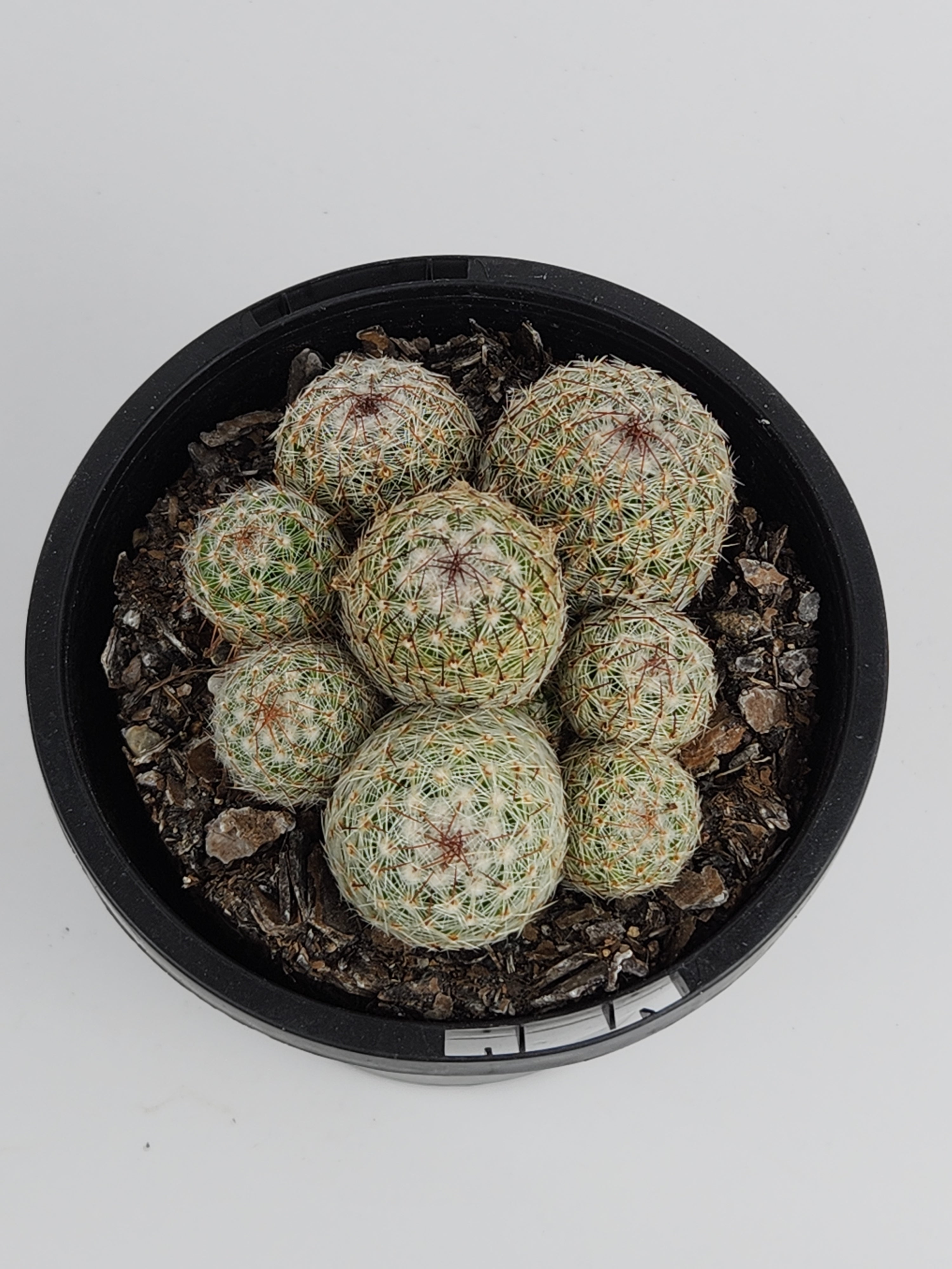 MAMMILLARIA MATUDAE