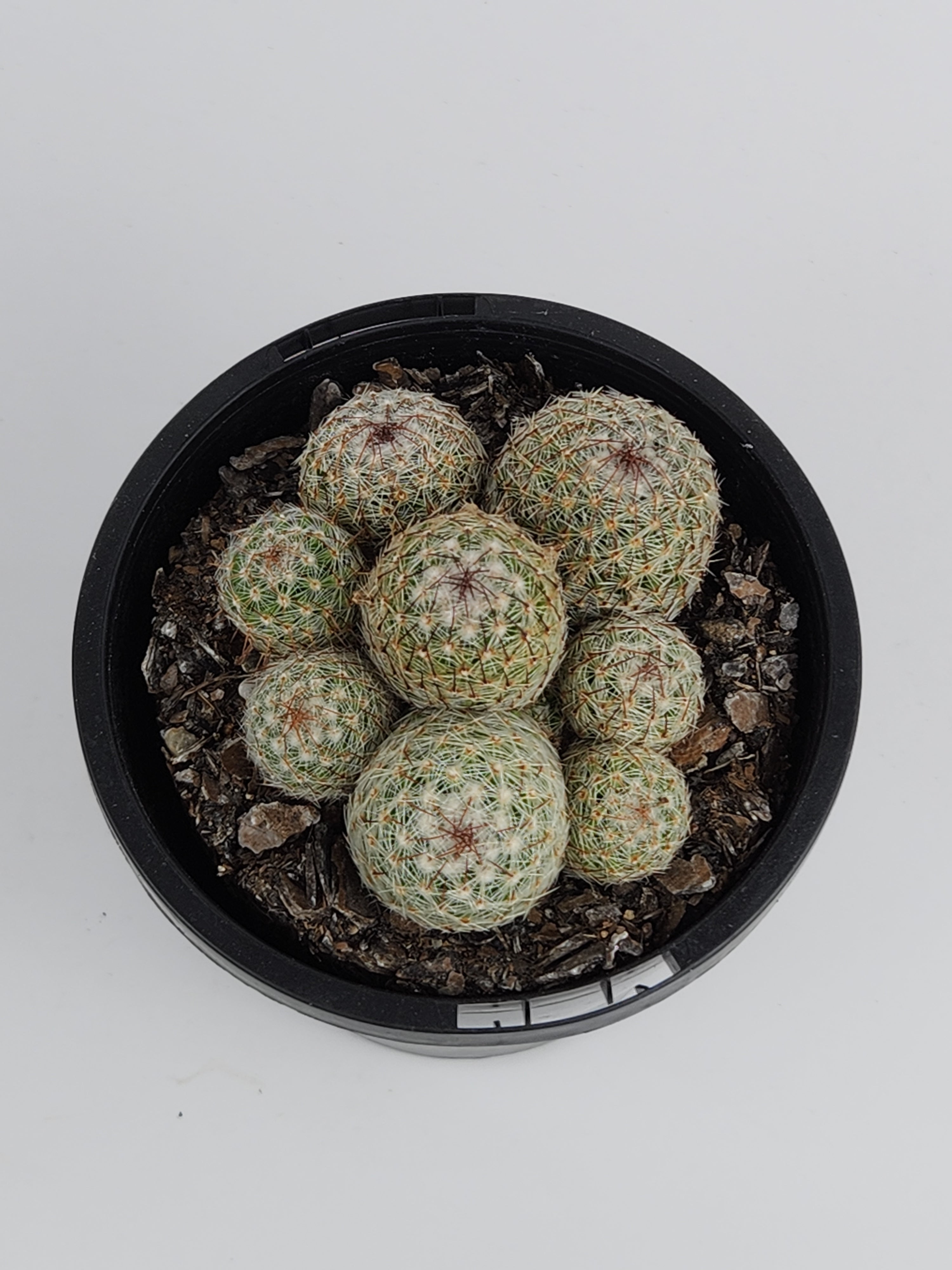 MAMMILLARIA MATUDAE