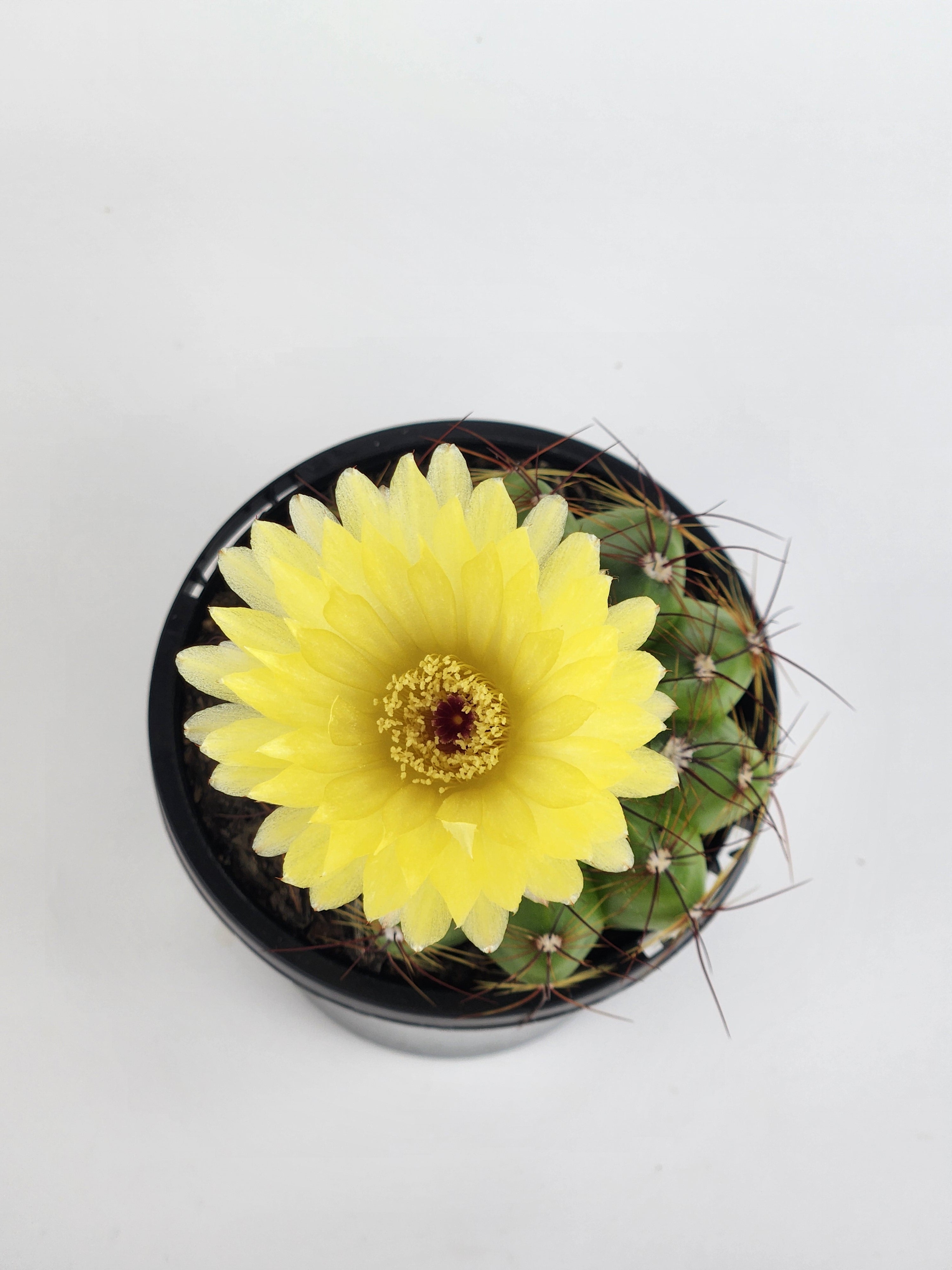 PARODIA OTTONIS 'MILITARIS'