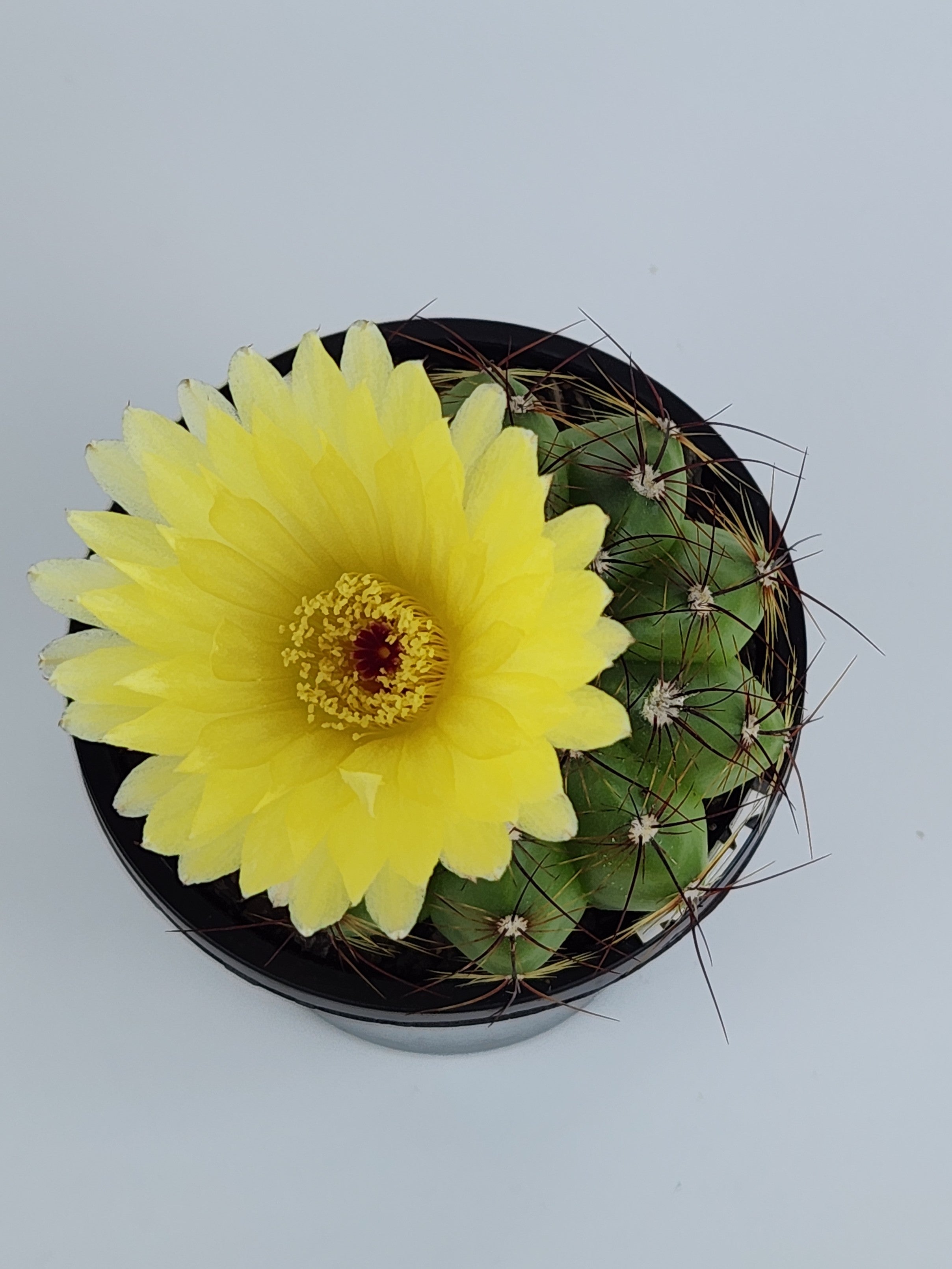 PARODIA OTTONIS 'MILITARIS'