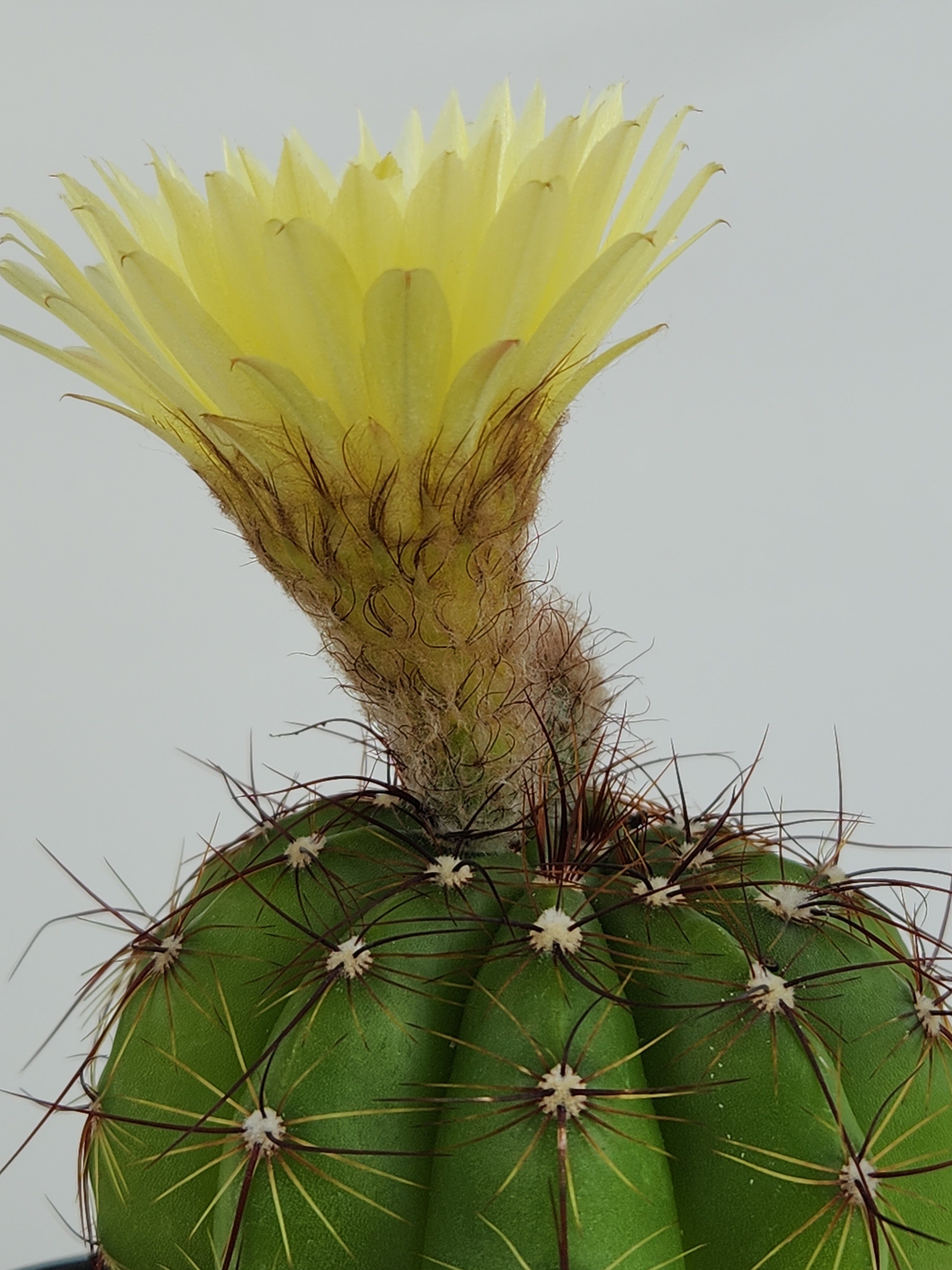 PARODIA OTTONIS 'MILITARIS'