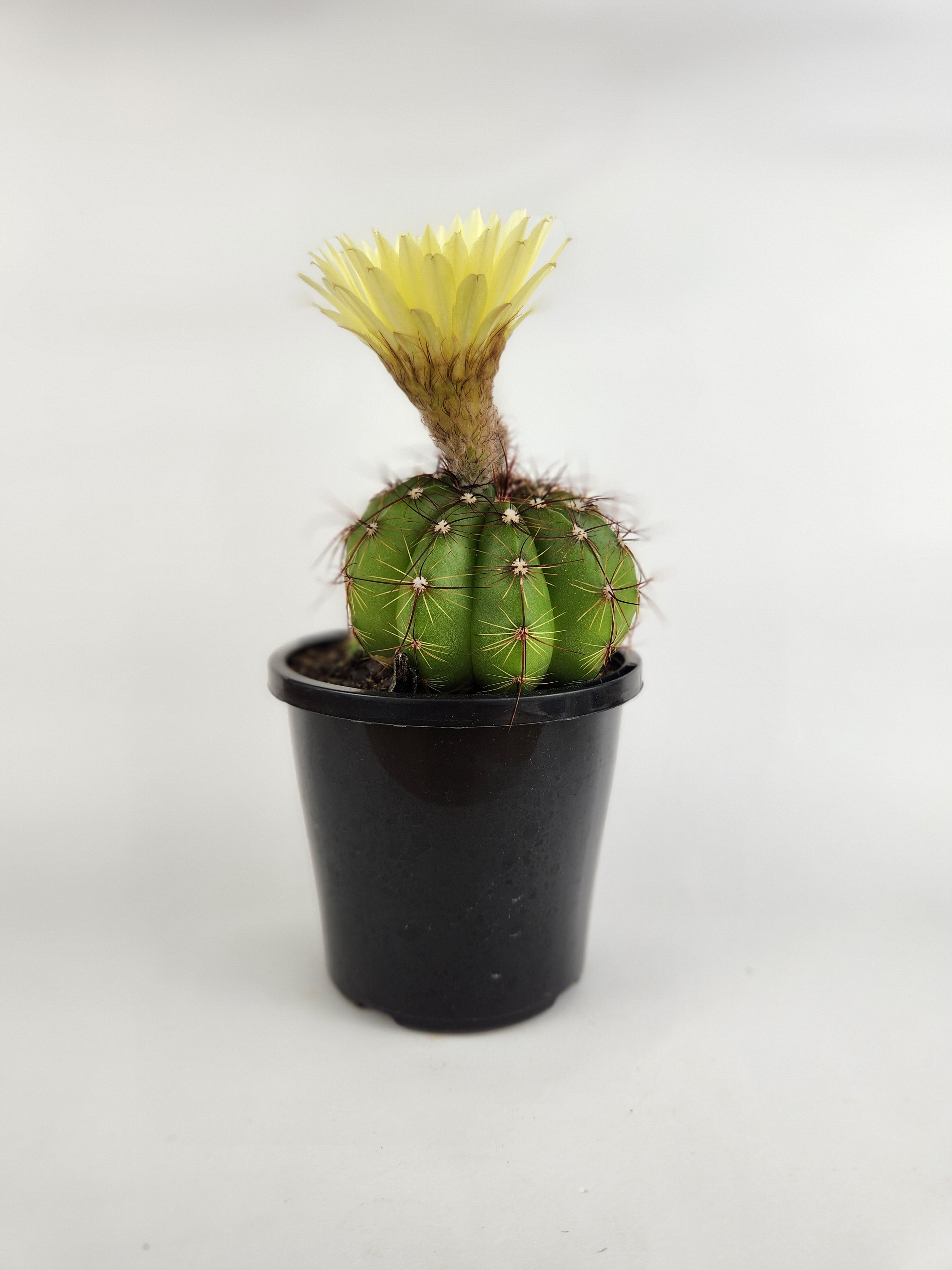 PARODIA OTTONIS 'MILITARIS'