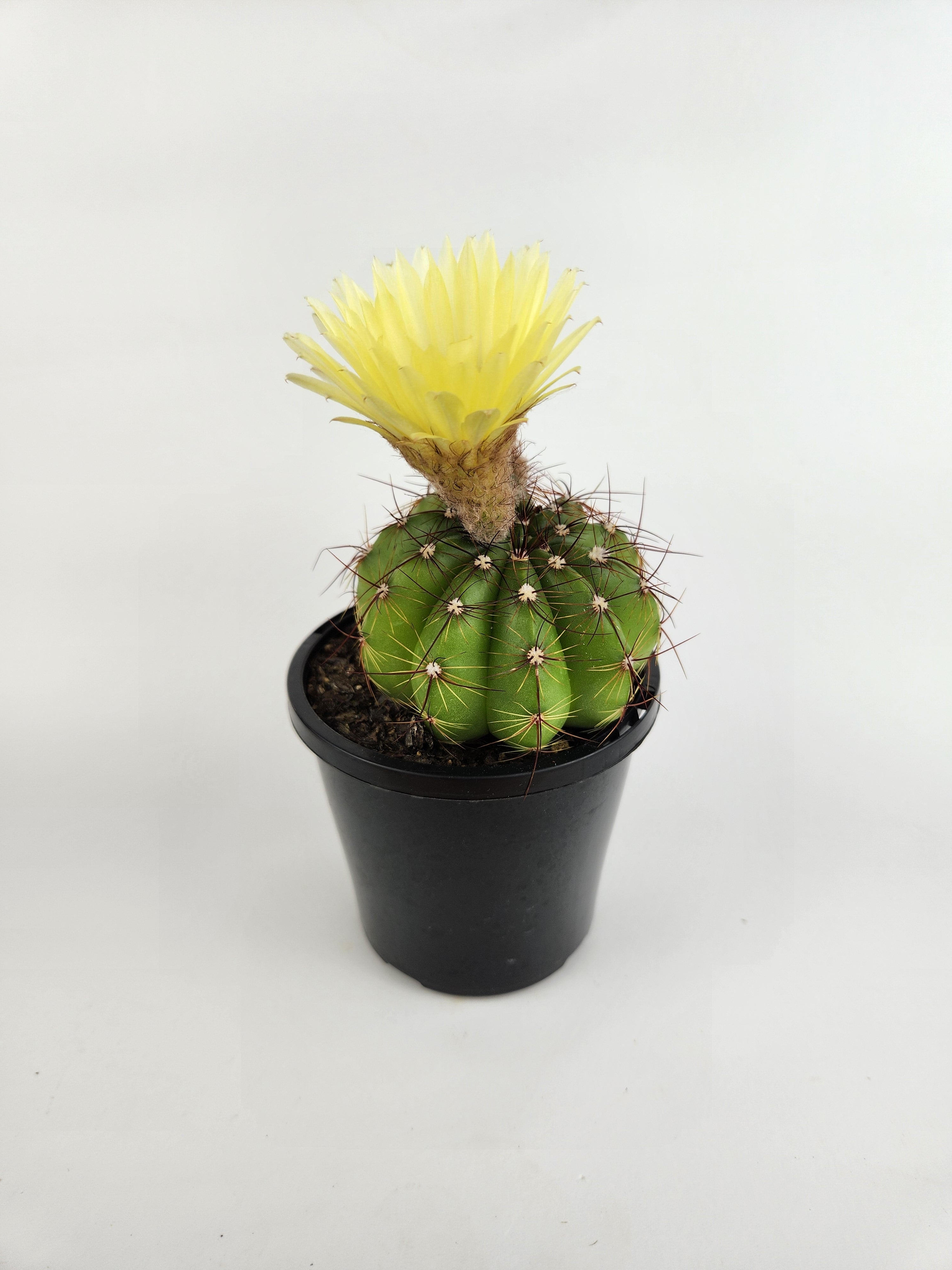PARODIA OTTONIS 'MILITARIS'
