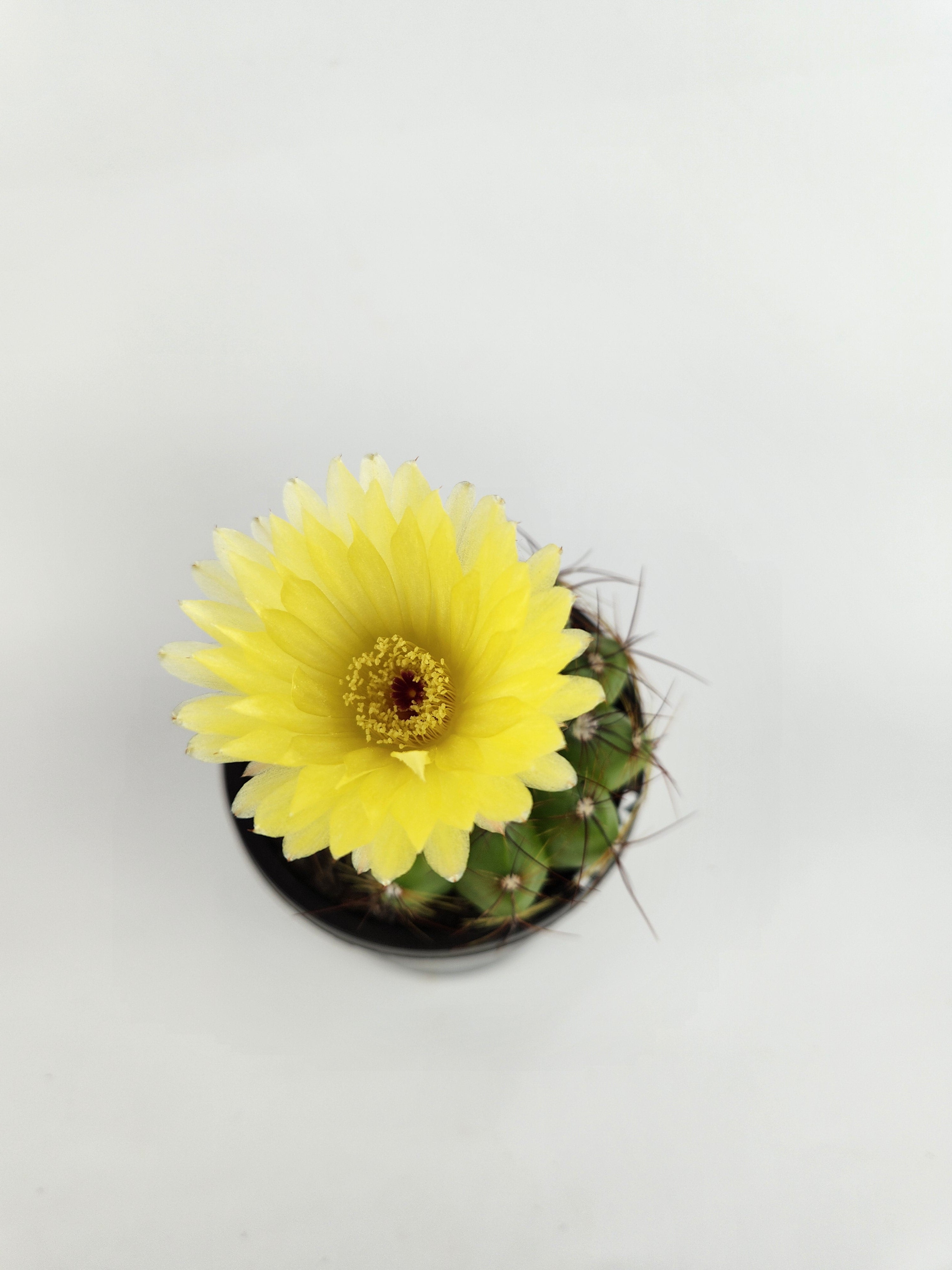 PARODIA OTTONIS 'MILITARIS'