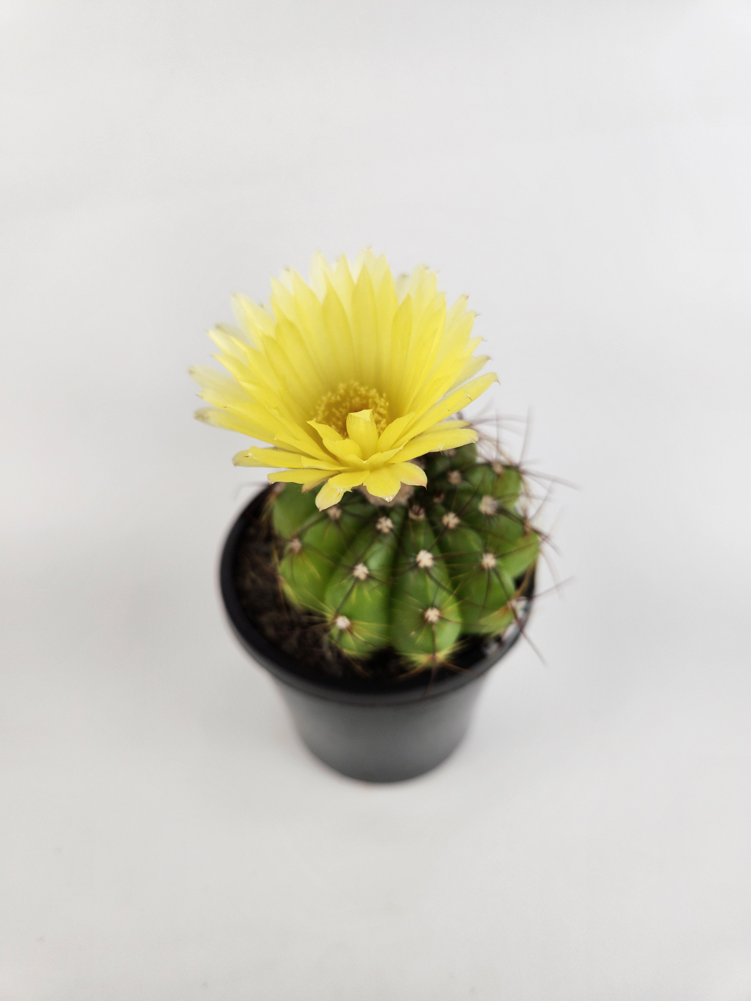 PARODIA OTTONIS 'MILITARIS'