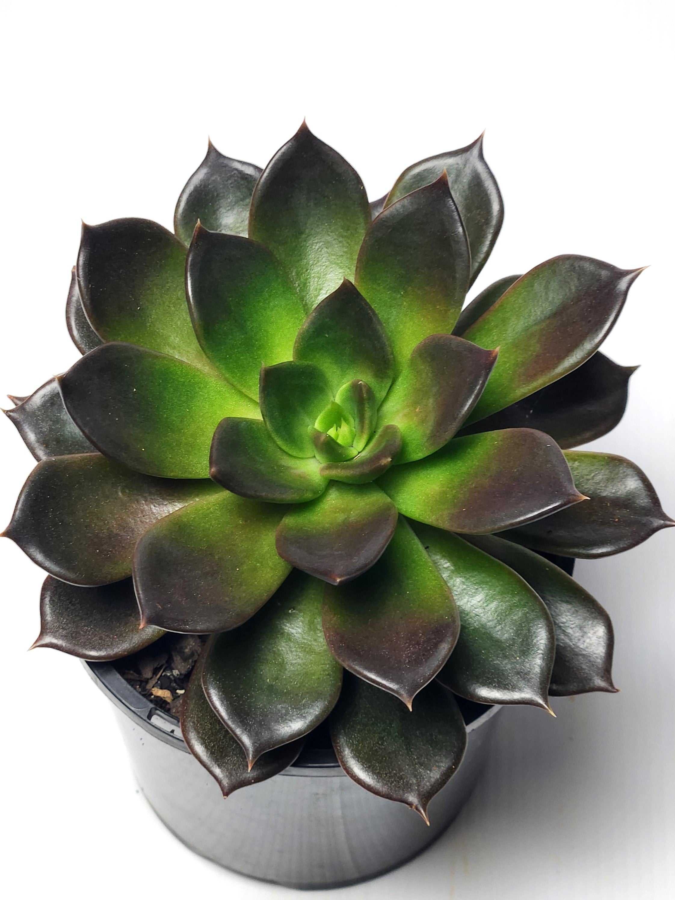 ECHEVERIA BLACK PRINCE