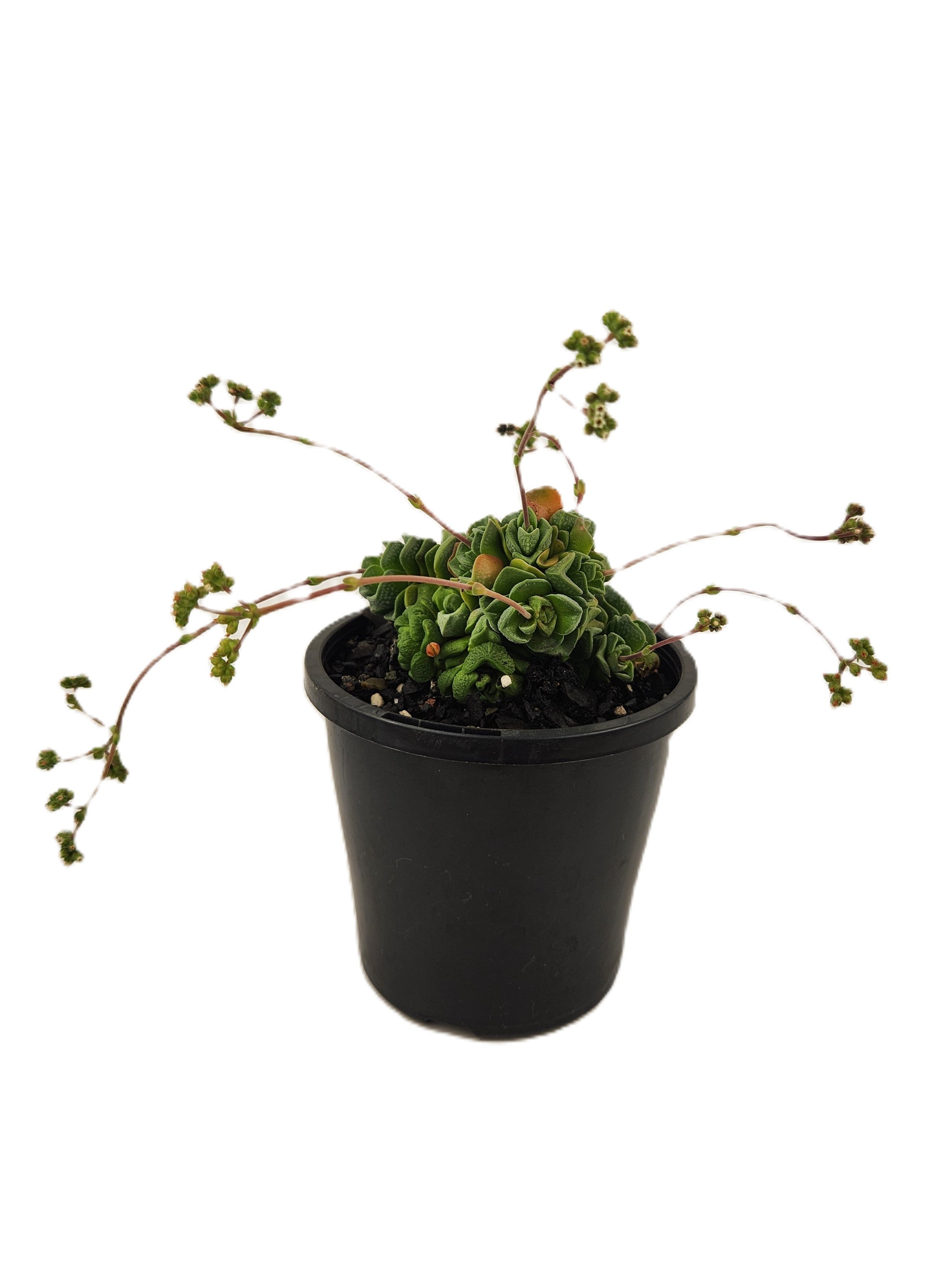 CRASSULA CV. DOROTHY