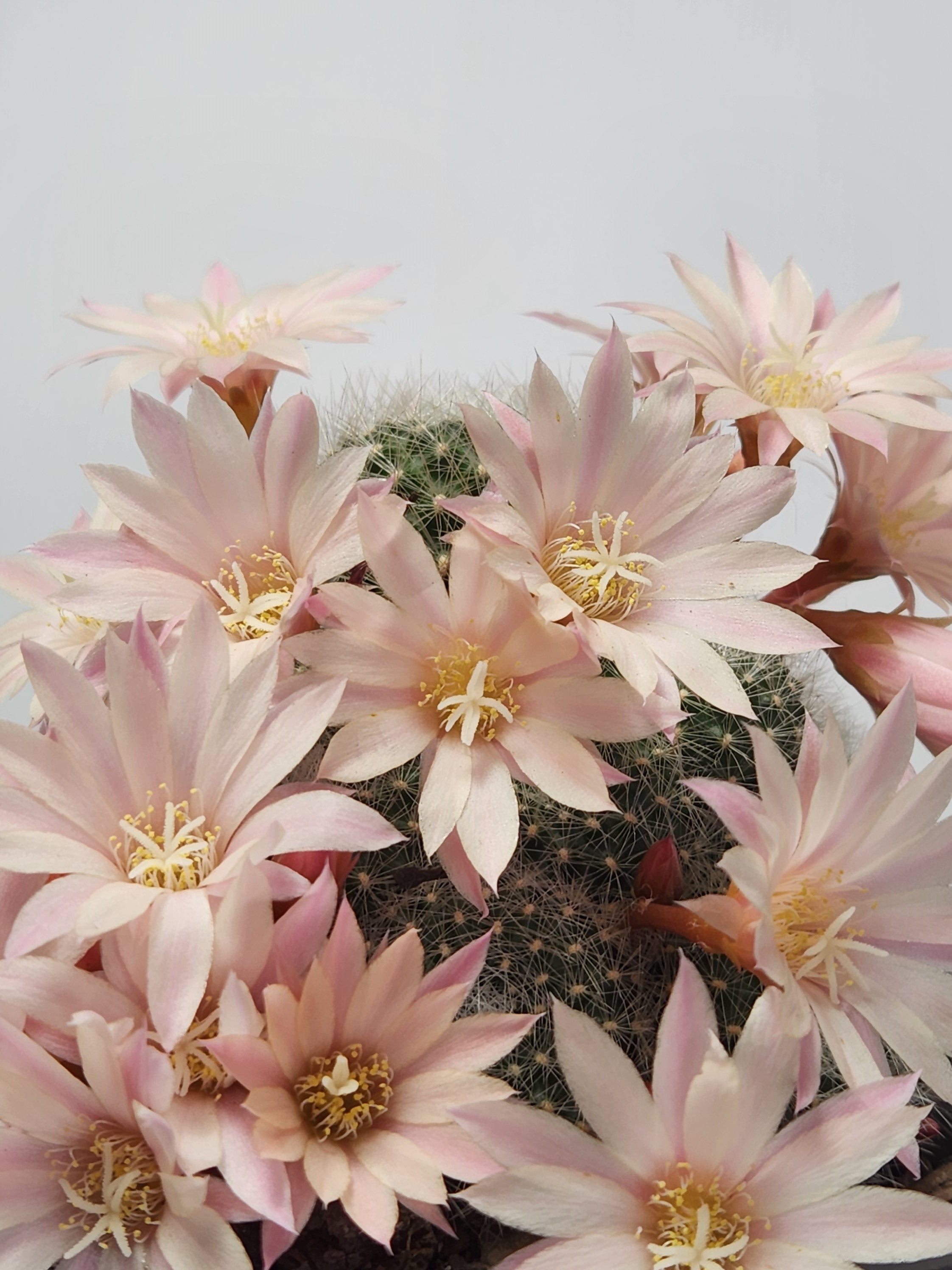 REBUTIA PULVINOSA SSP. ALBIFLORA