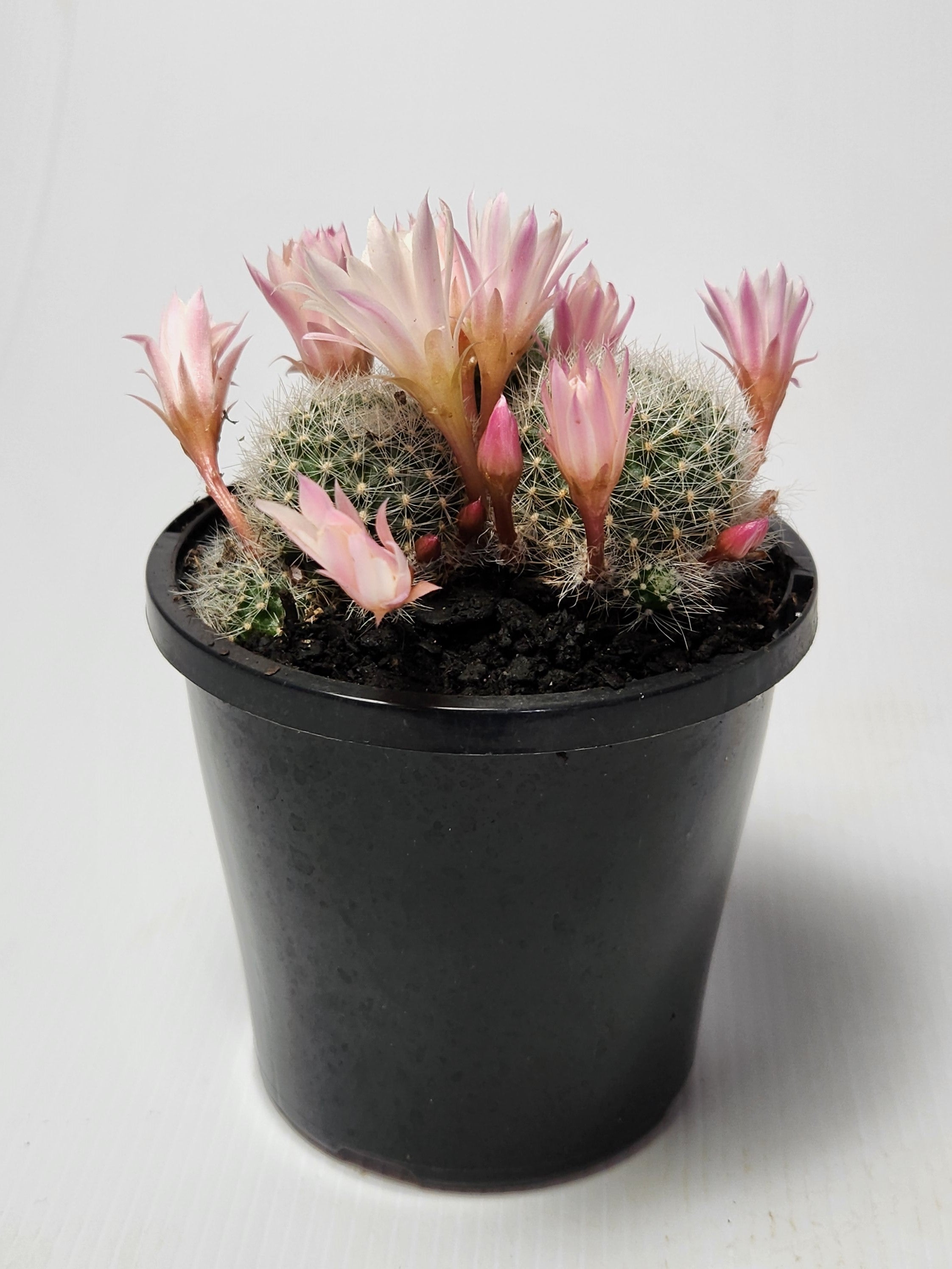 REBUTIA PULVINOSA SSP. ALBIFLORA