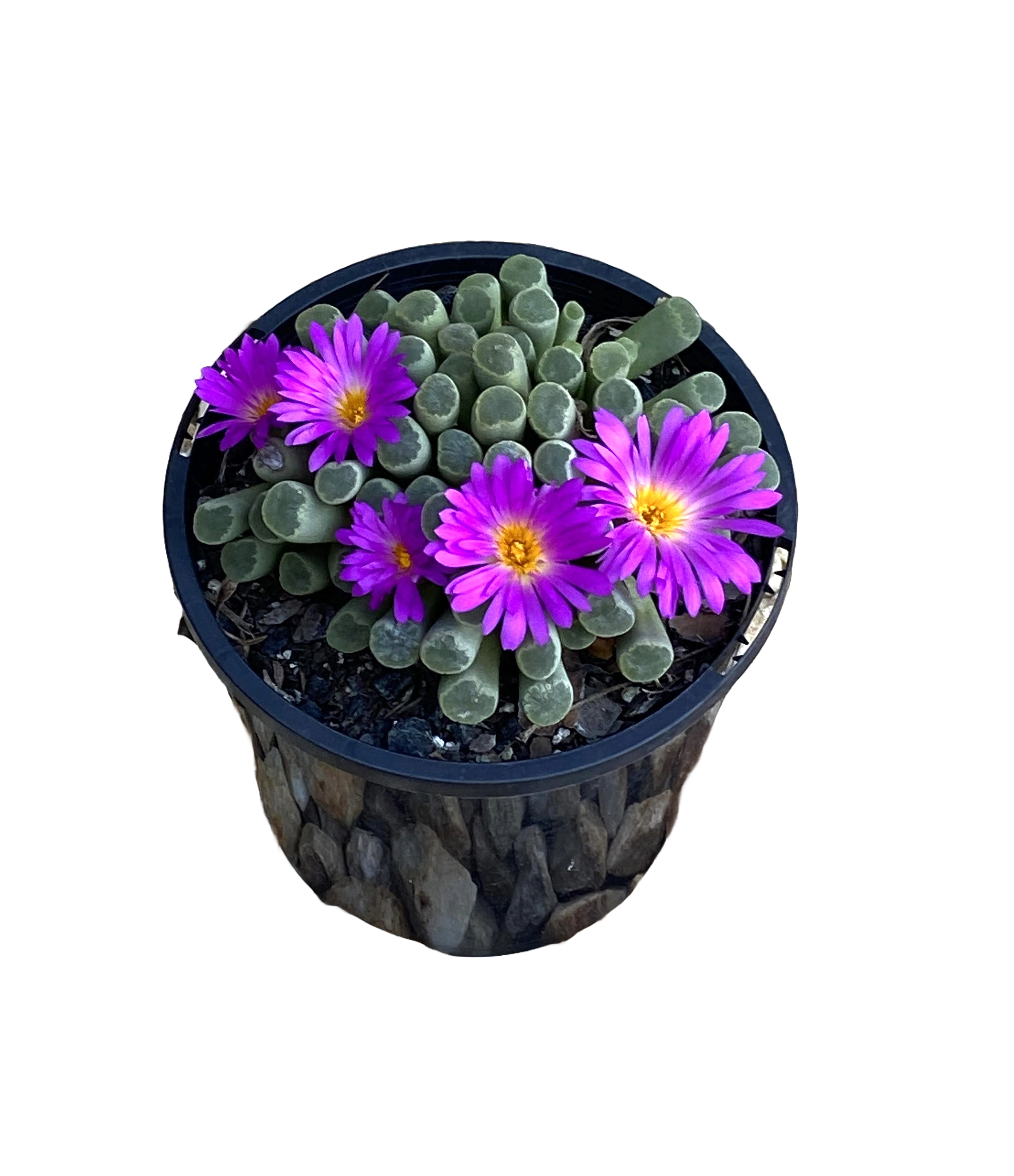 FRITHIA PULCHRA